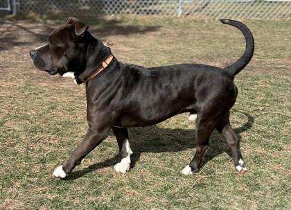 Enlarge Kekoa, a ADOPTABLE mixed breed in Hamilton, MT image 3/6