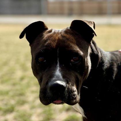 Enlarge Kekoa, a ADOPTABLE mixed breed in Hamilton, MT image 5/6