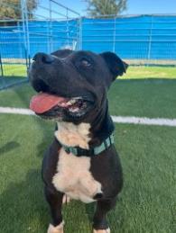 Enlarge Kekoa, a ADOPTABLE mixed breed in Hamilton, MT image 2/6