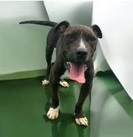 Enlarge Kekoa, a ADOPTABLE mixed breed in Hamilton, MT image 4/6