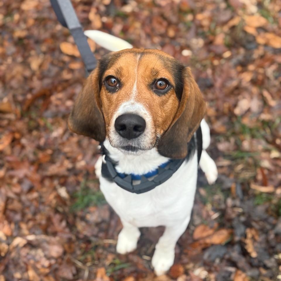 Rufus, ADOPTABLE, Adult Male Beagle.