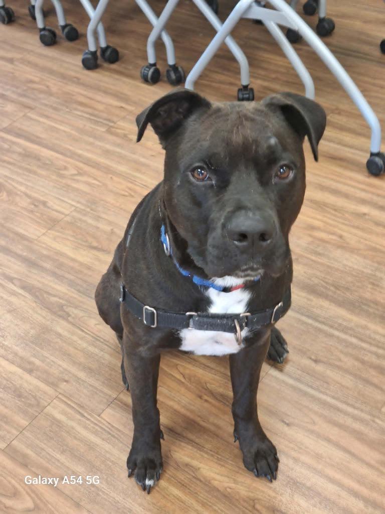 Enlarge Big Boy, a Adoptable Pit Bull Terrier in Christiansburg, VA image 1/4
