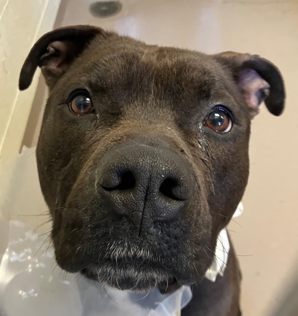Big Boy, Adoptable, Young Male Pit Bull Terrier.