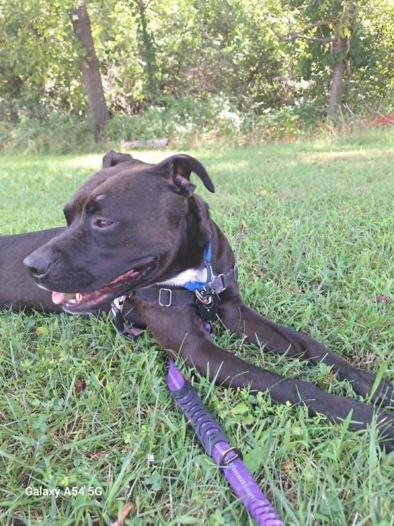 Enlarge Big Boy, a Adoptable Pit Bull Terrier in Christiansburg, VA image 2/4