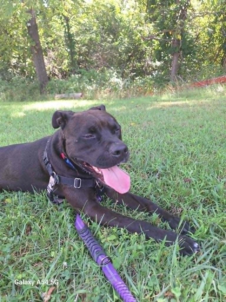 Enlarge Big Boy, a Adoptable Pit Bull Terrier in Christiansburg, VA image 4/4