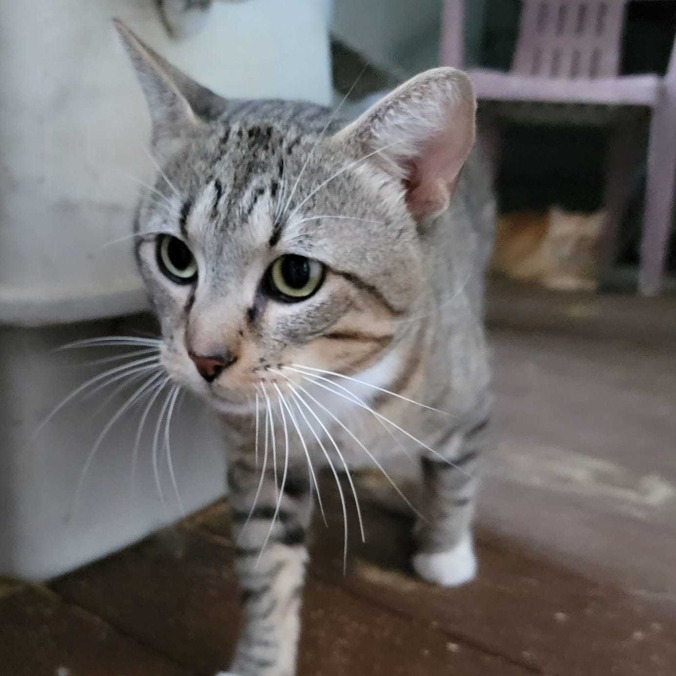 Harvey, Adoptable, Adult Male Domestic Short Hair.