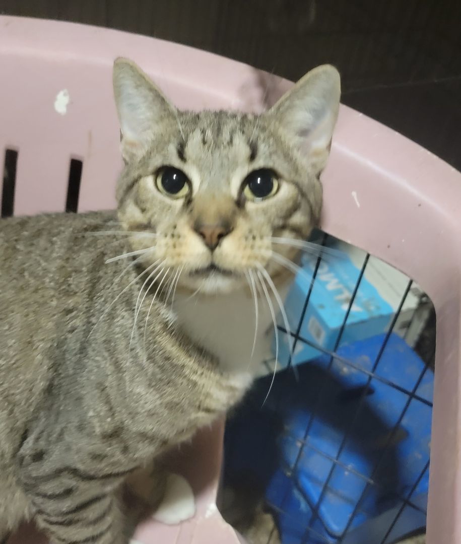 Enlarge Harvey, a Adoptable mixed breed in Cypress, TX image 3/6
