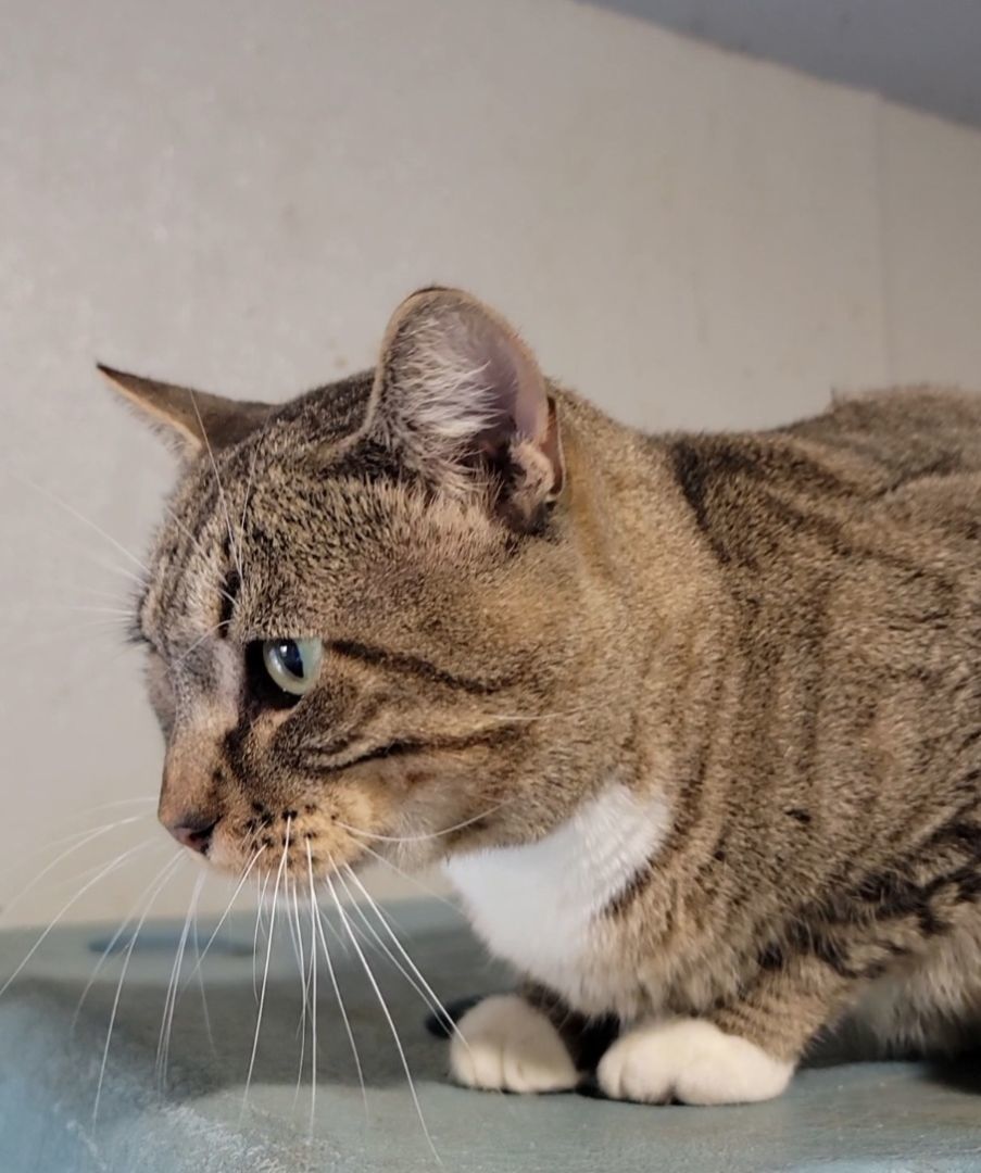 Enlarge Harvey, a Adoptable mixed breed in Cypress, TX image 5/6