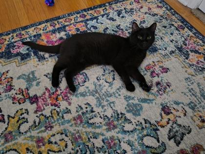 Hickory — thumbnail 3