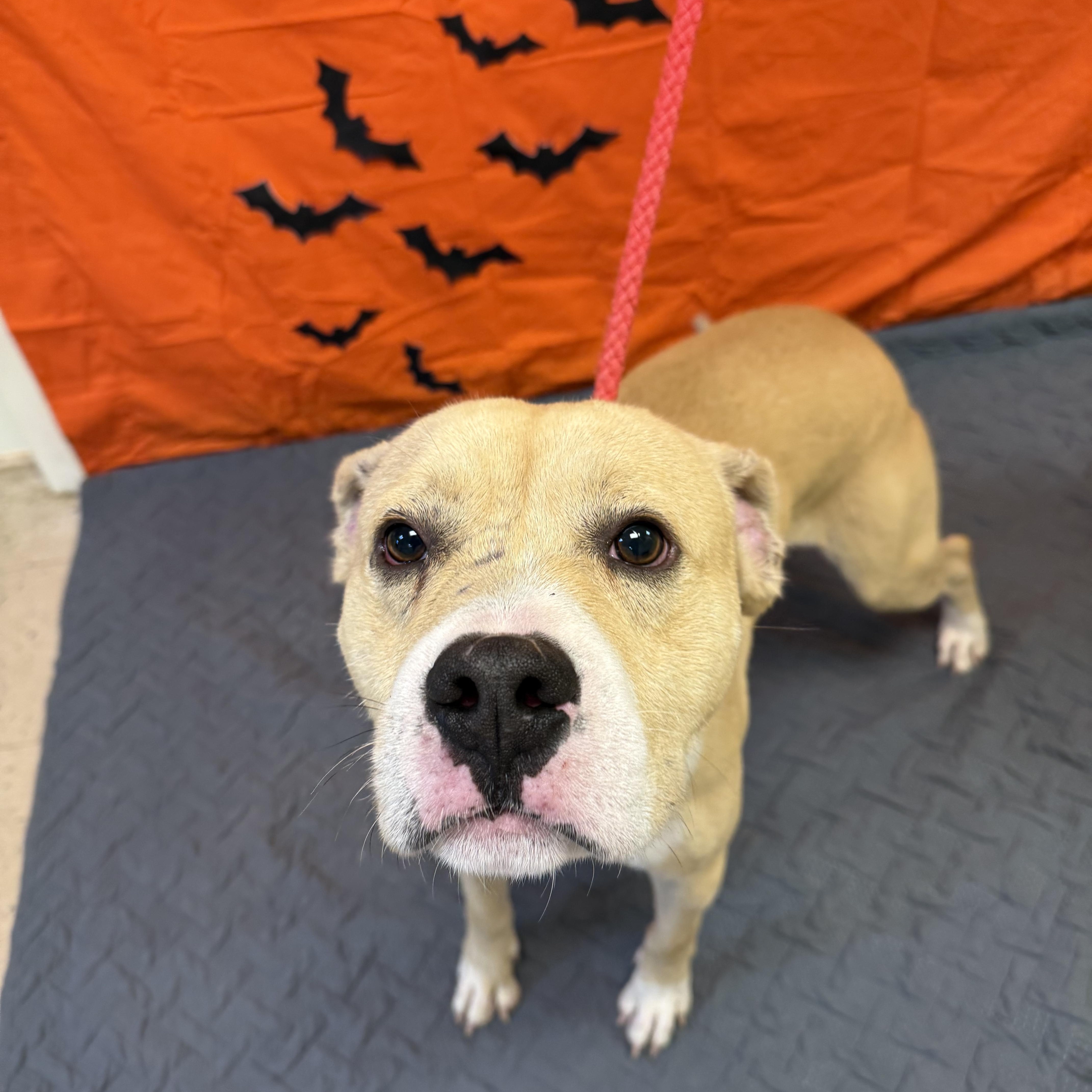 Rico 11899, Adoptable, Adult Male Boxer.