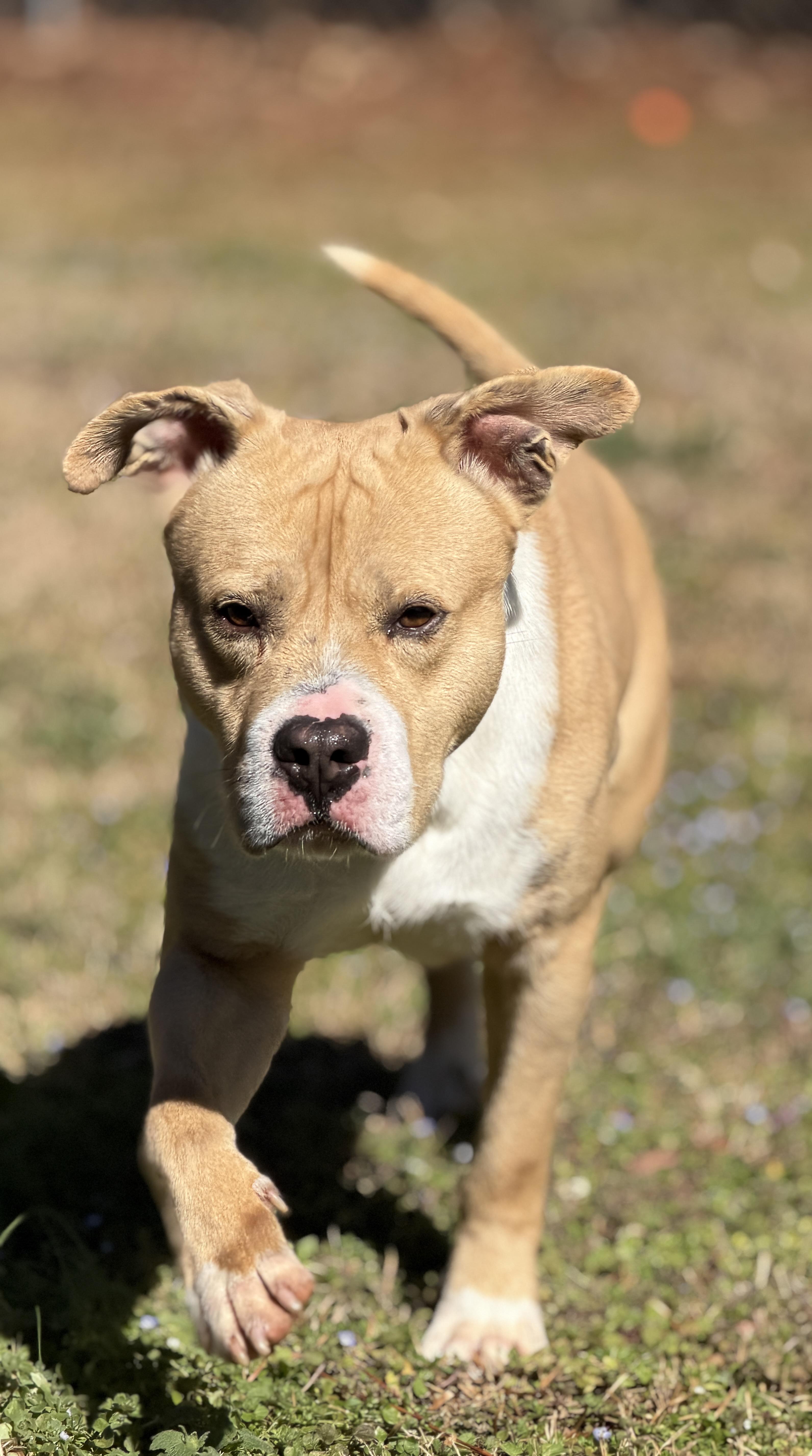 Enlarge Rico 11899, an adopted mixed breed in Elberton, GA image 1/5