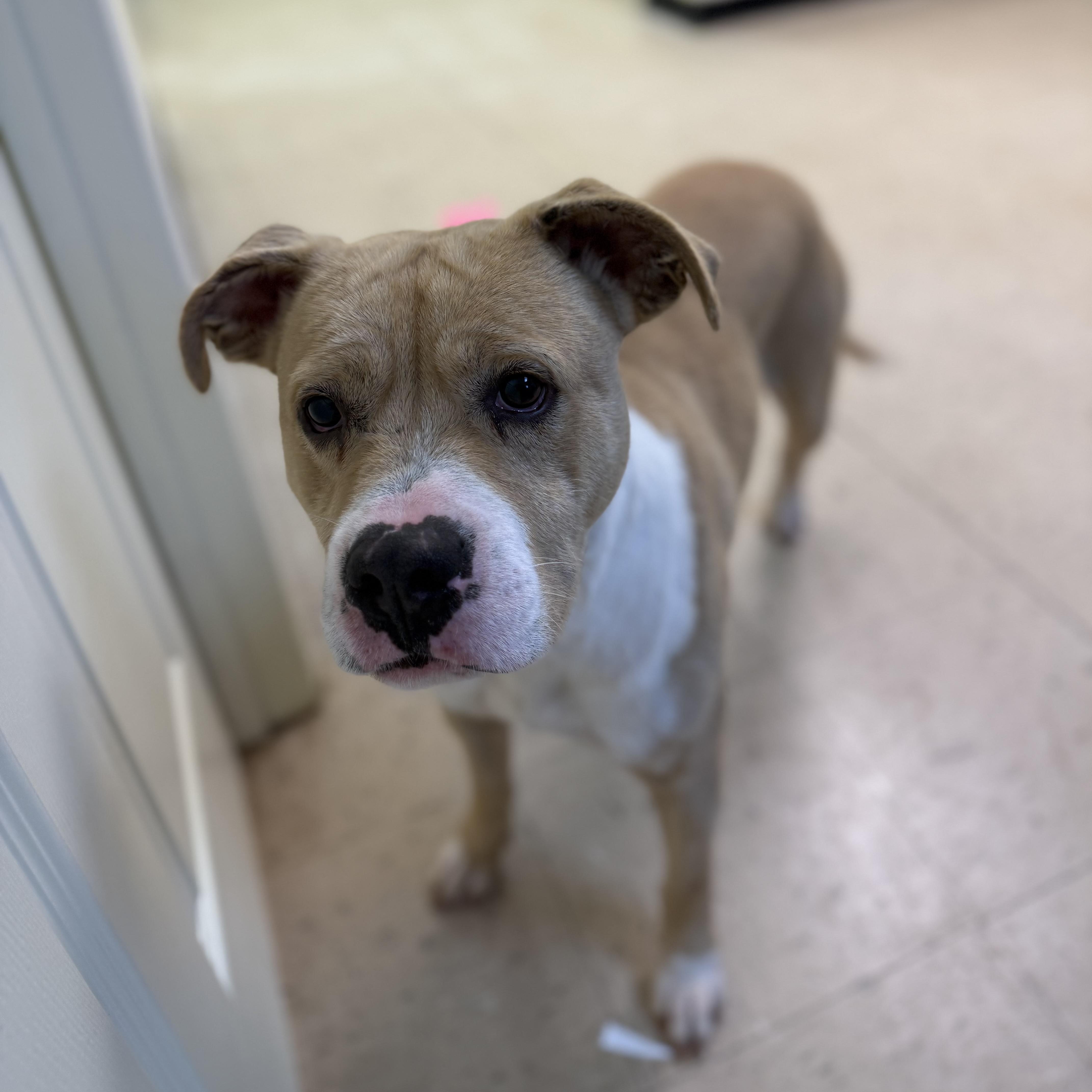 Enlarge Rico 11899, an adopted mixed breed in Elberton, GA image 2/5