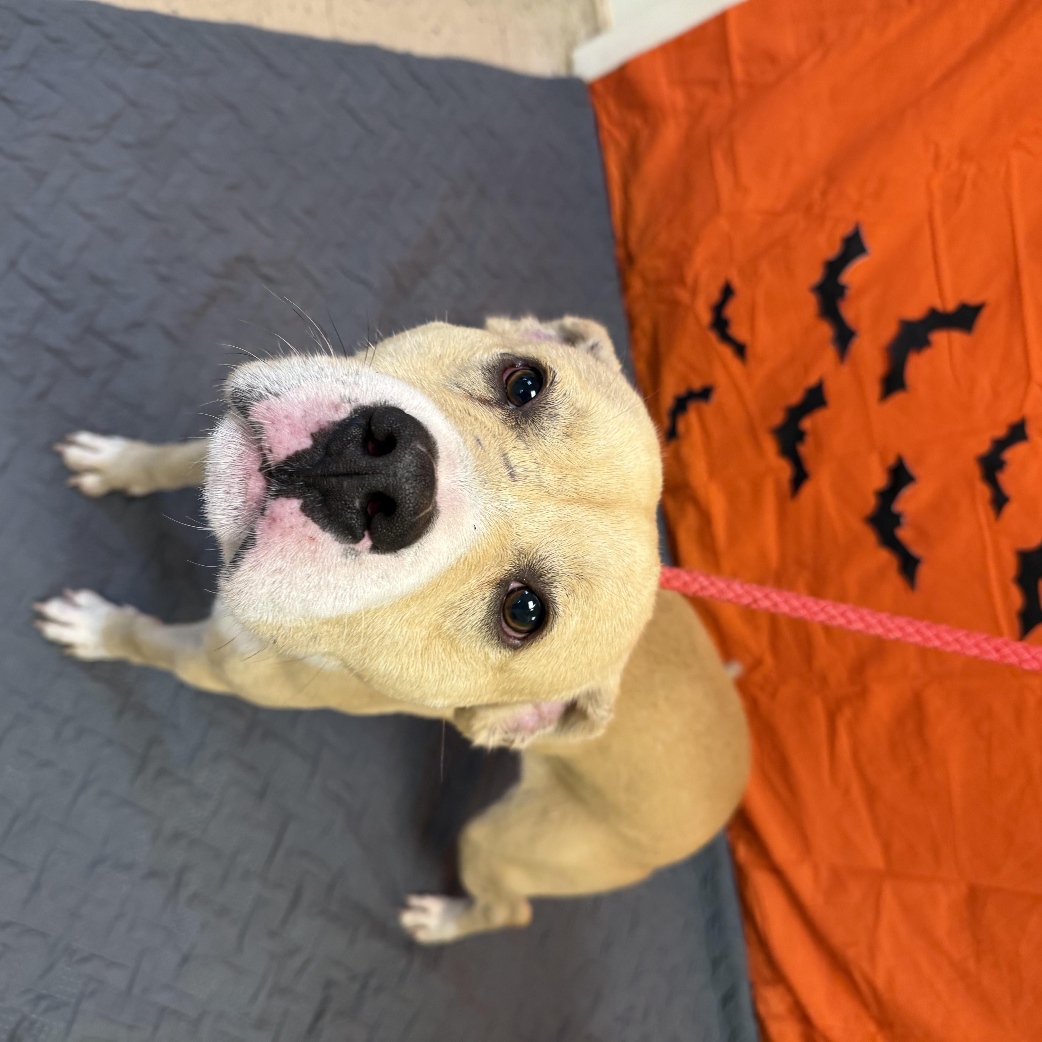 Rico 11899, a Adoptable mixed breed in Elberton, GA image 2/4