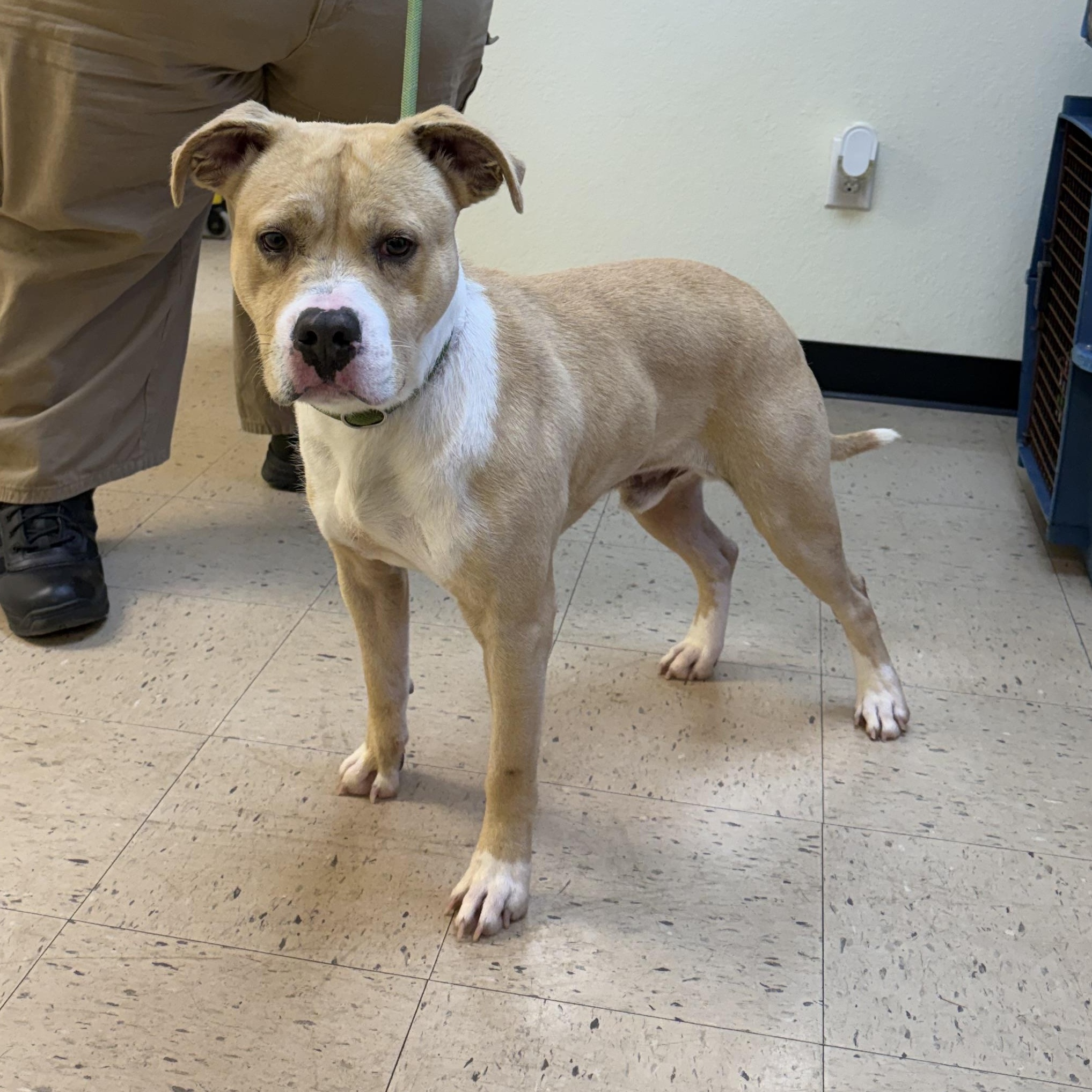 Enlarge Rico 11899, an adopted mixed breed in Elberton, GA image 3/5