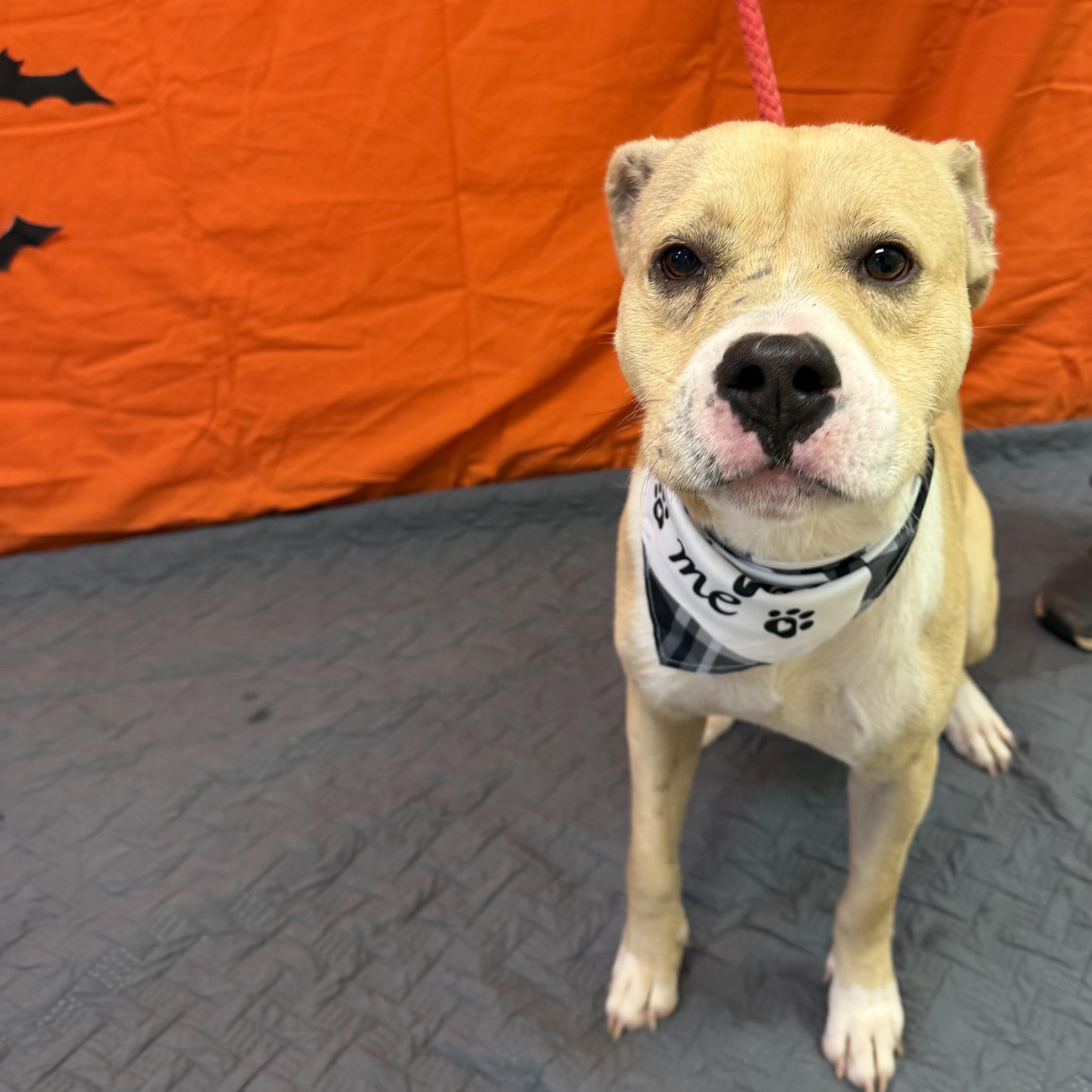 Rico 11899, a Adoptable mixed breed in Elberton, GA image 3/4