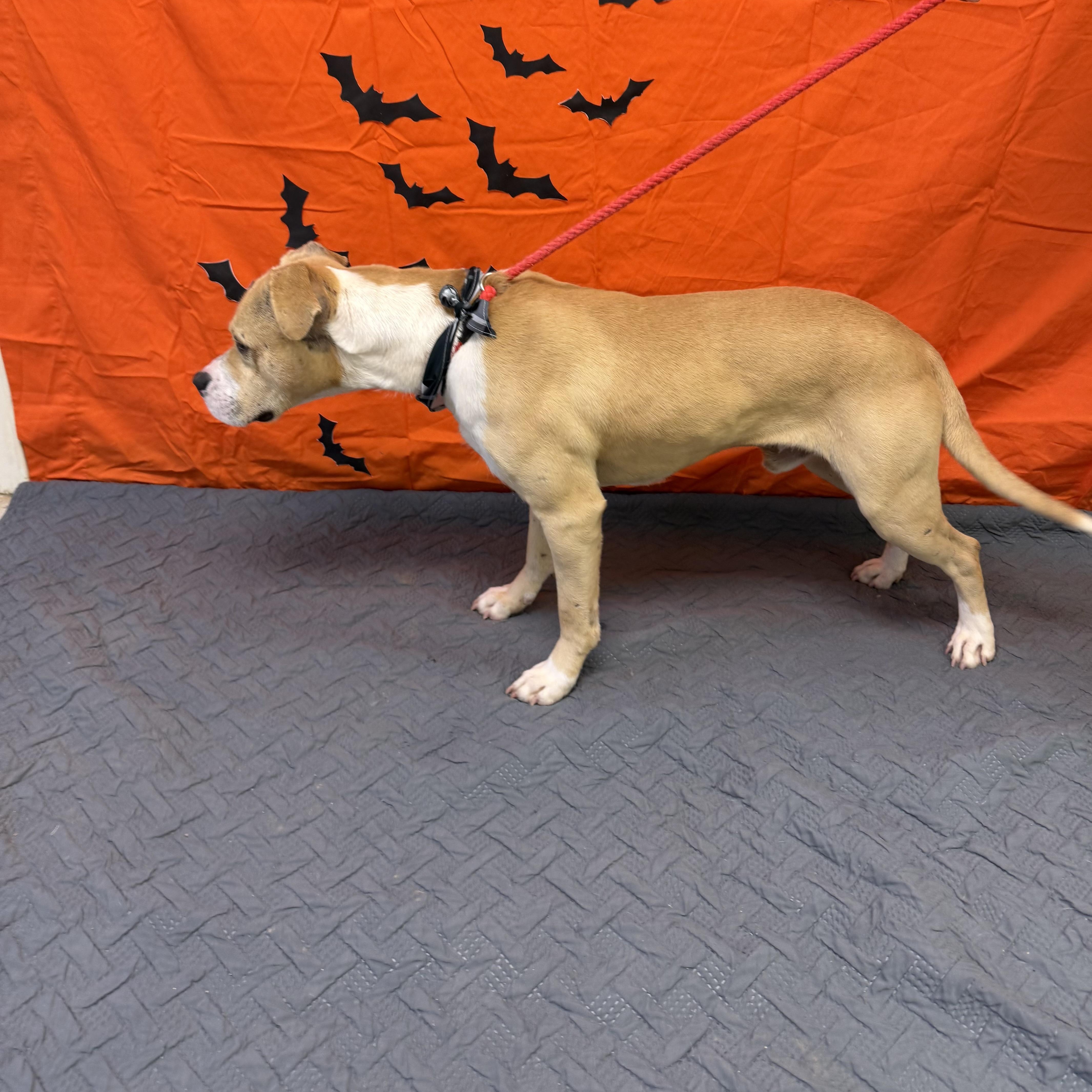 Rico 11899, a Adoptable mixed breed in Elberton, GA image 4/4