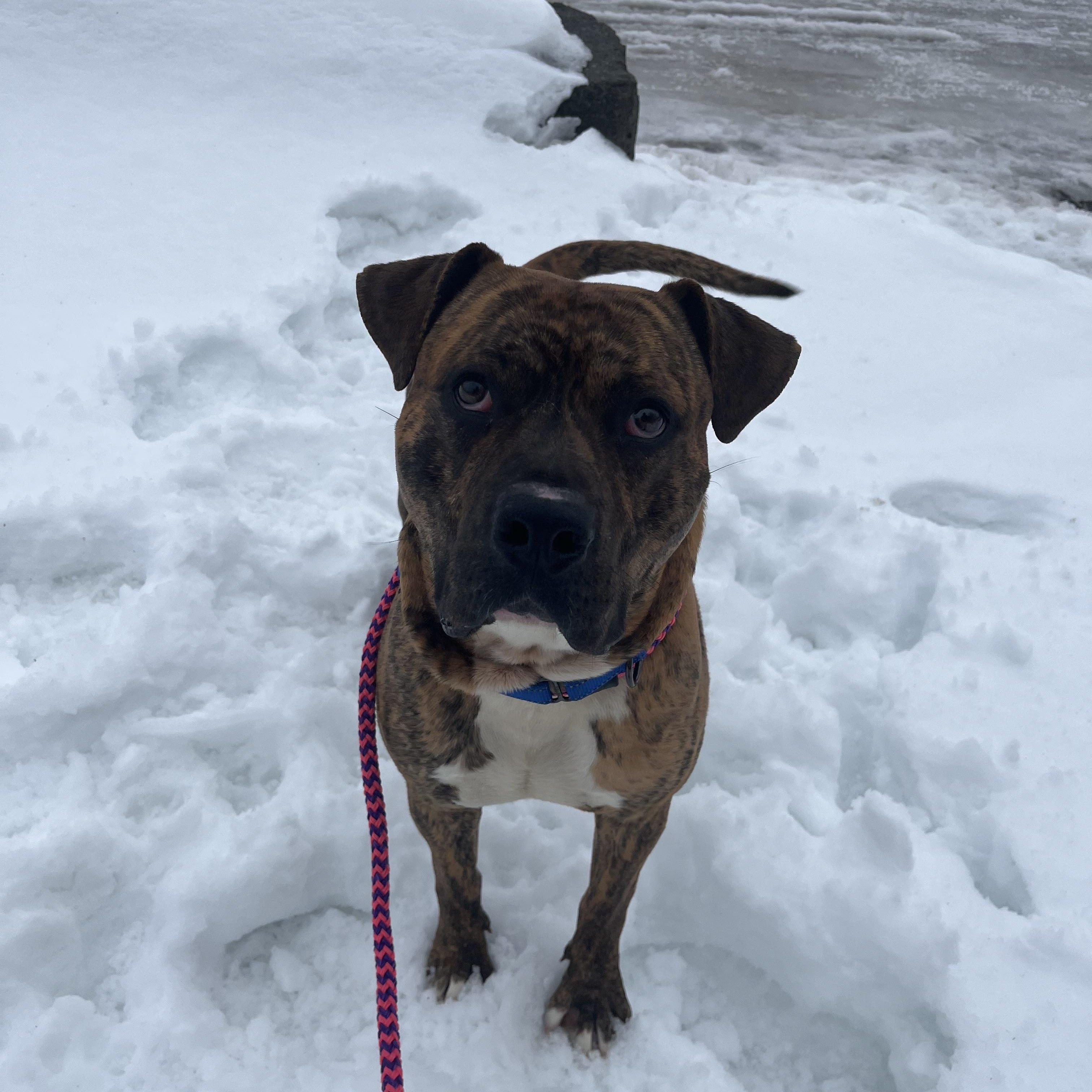Scooby, a Adoptable Terrier in North Syracuse, NY image 3/6
