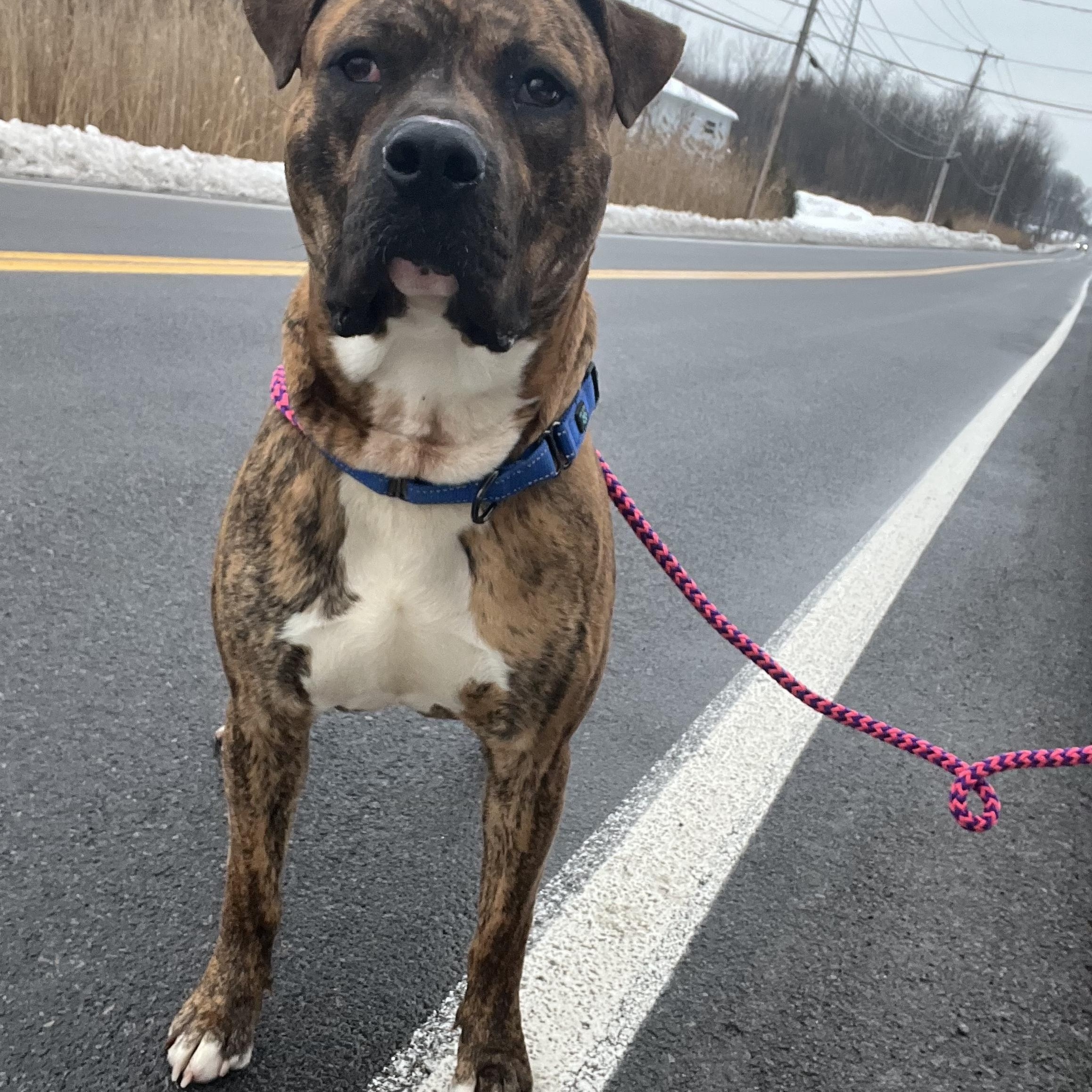 Scooby, a Adoptable Terrier in North Syracuse, NY image 4/6