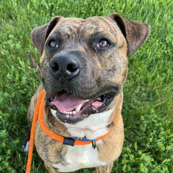 Scooby, a Adoptable Terrier in North Syracuse, NY image 1/6