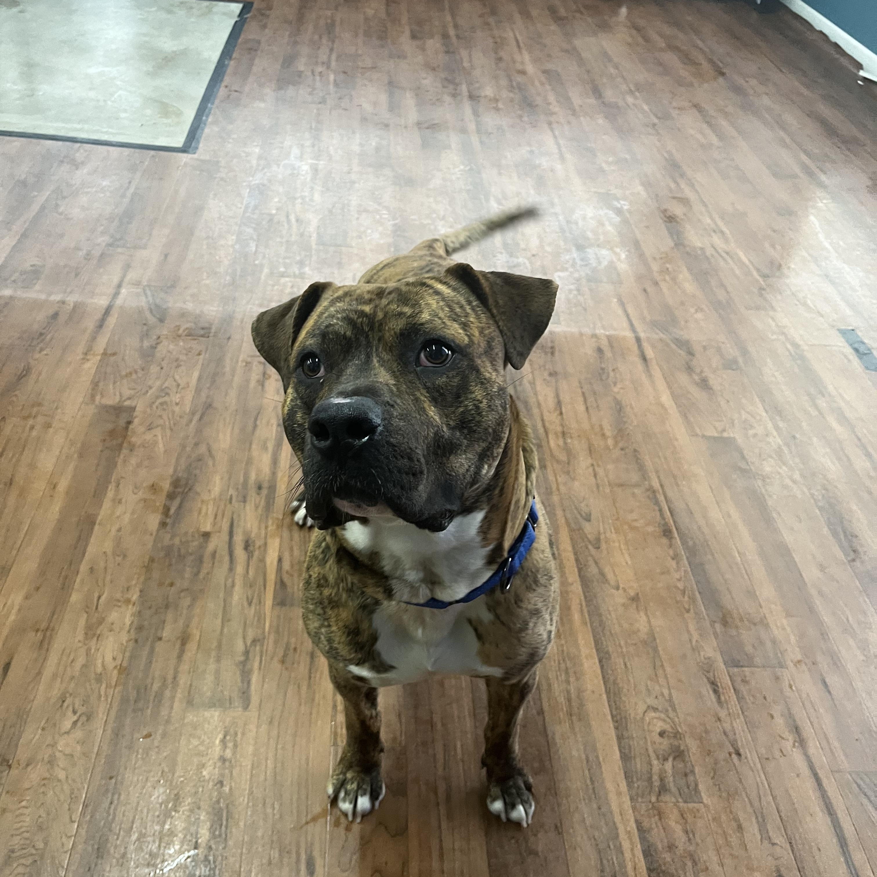 Scooby, a Adoptable Terrier in North Syracuse, NY image 5/6