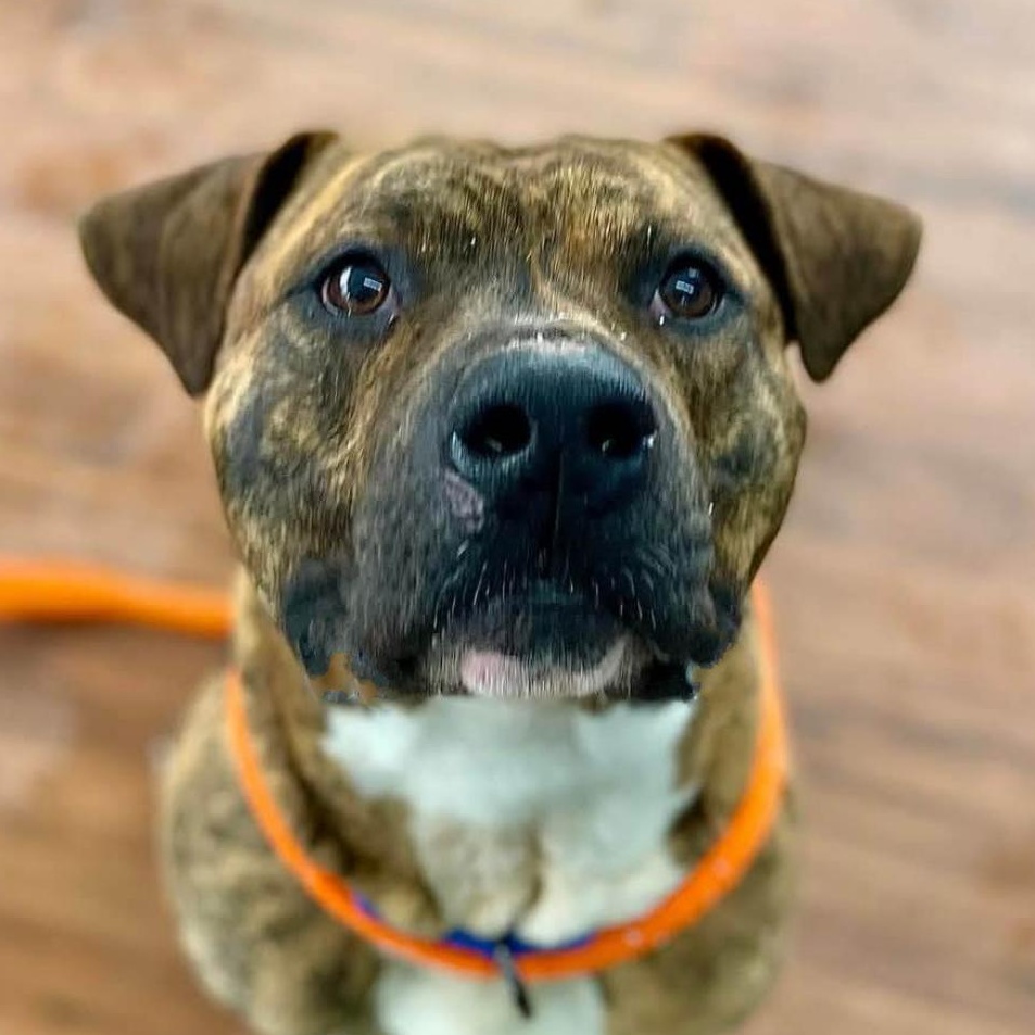 Scooby, a Adoptable Terrier in North Syracuse, NY image 2/6