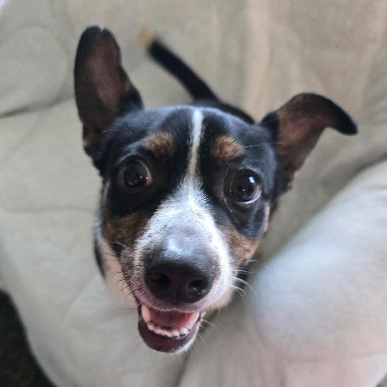 Enlarge Dexter 2, a ADOPTABLE mixed breed in Eustis, FL image 1/3