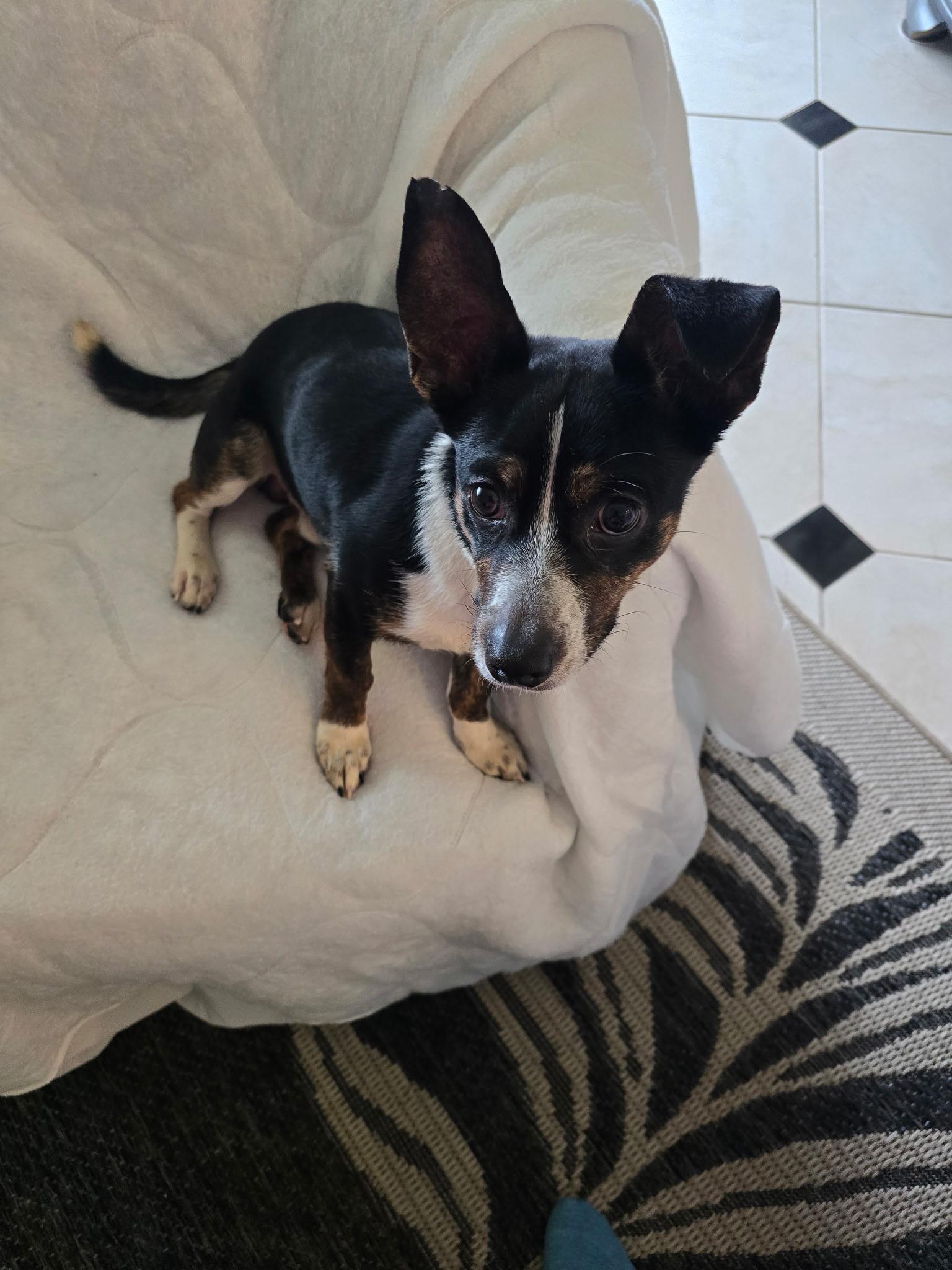 Enlarge Dexter 2, a ADOPTABLE mixed breed in Eustis, FL image 2/3