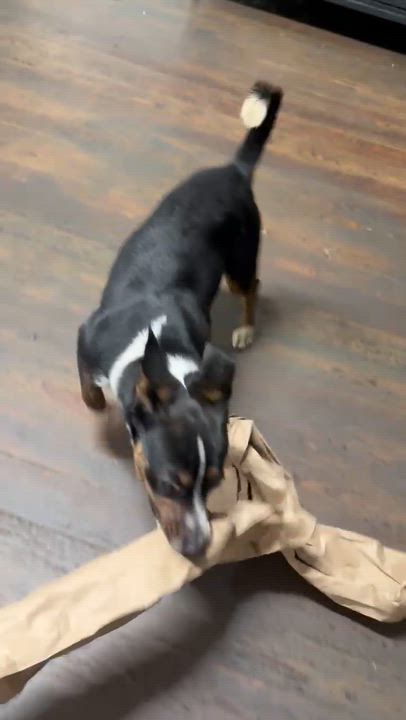 Enlarge Dexter 2, a ADOPTABLE mixed breed in Eustis, FL video 3/3