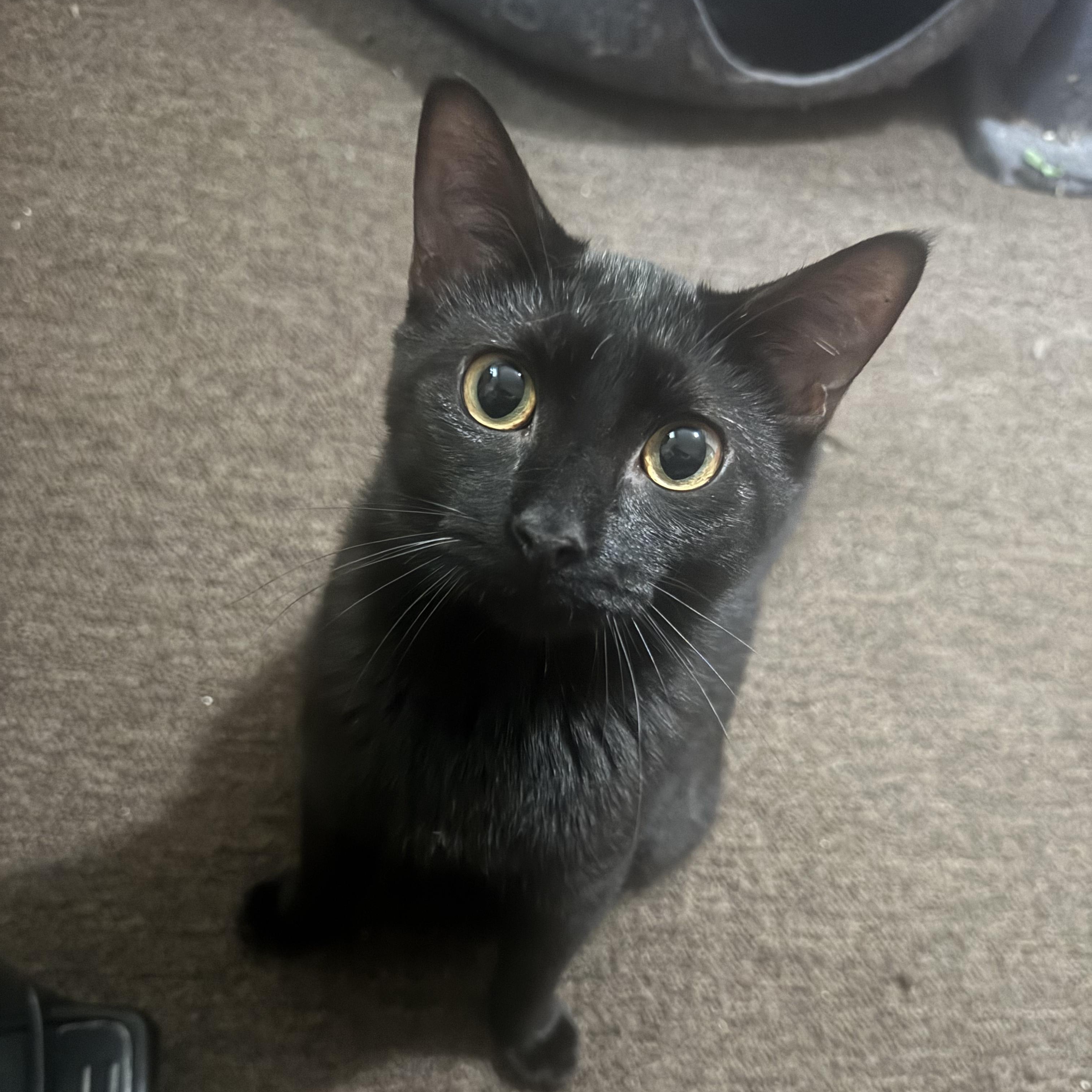 Enlarge Petyr, a Adoptable Domestic Short Hair in Shaker Heights, OH image 2/6
