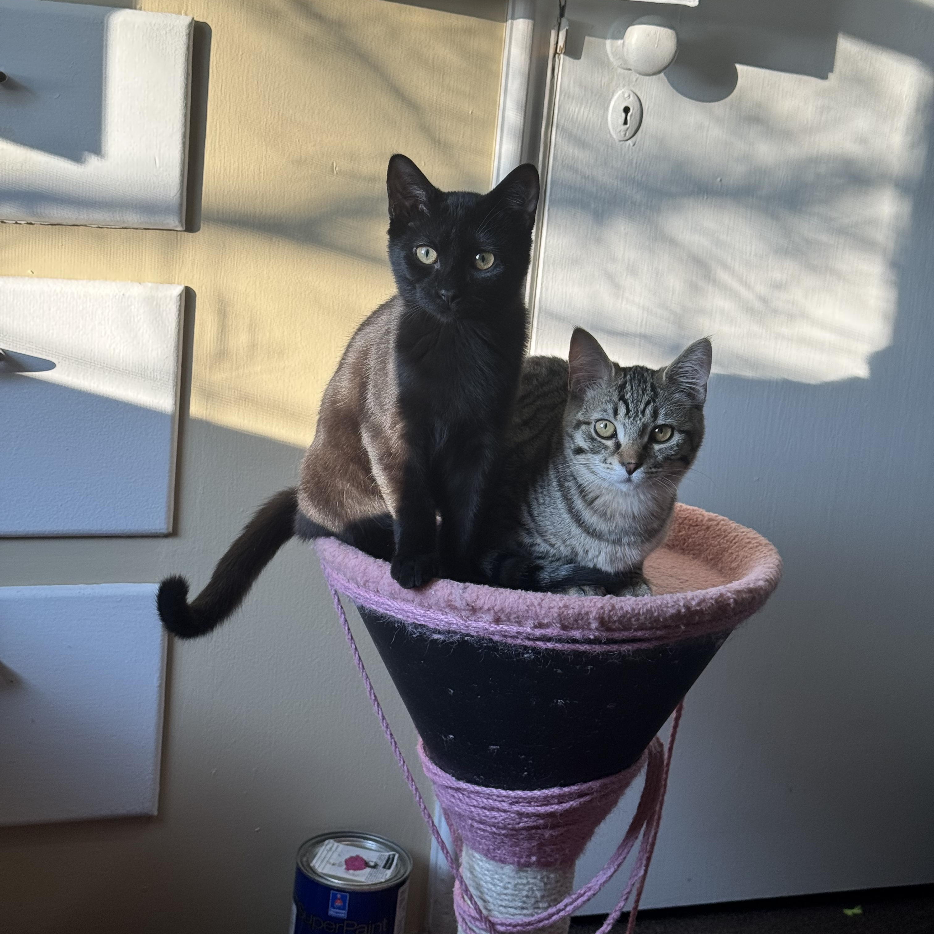 Enlarge Petyr, a Adoptable Domestic Short Hair in Shaker Heights, OH image 4/6