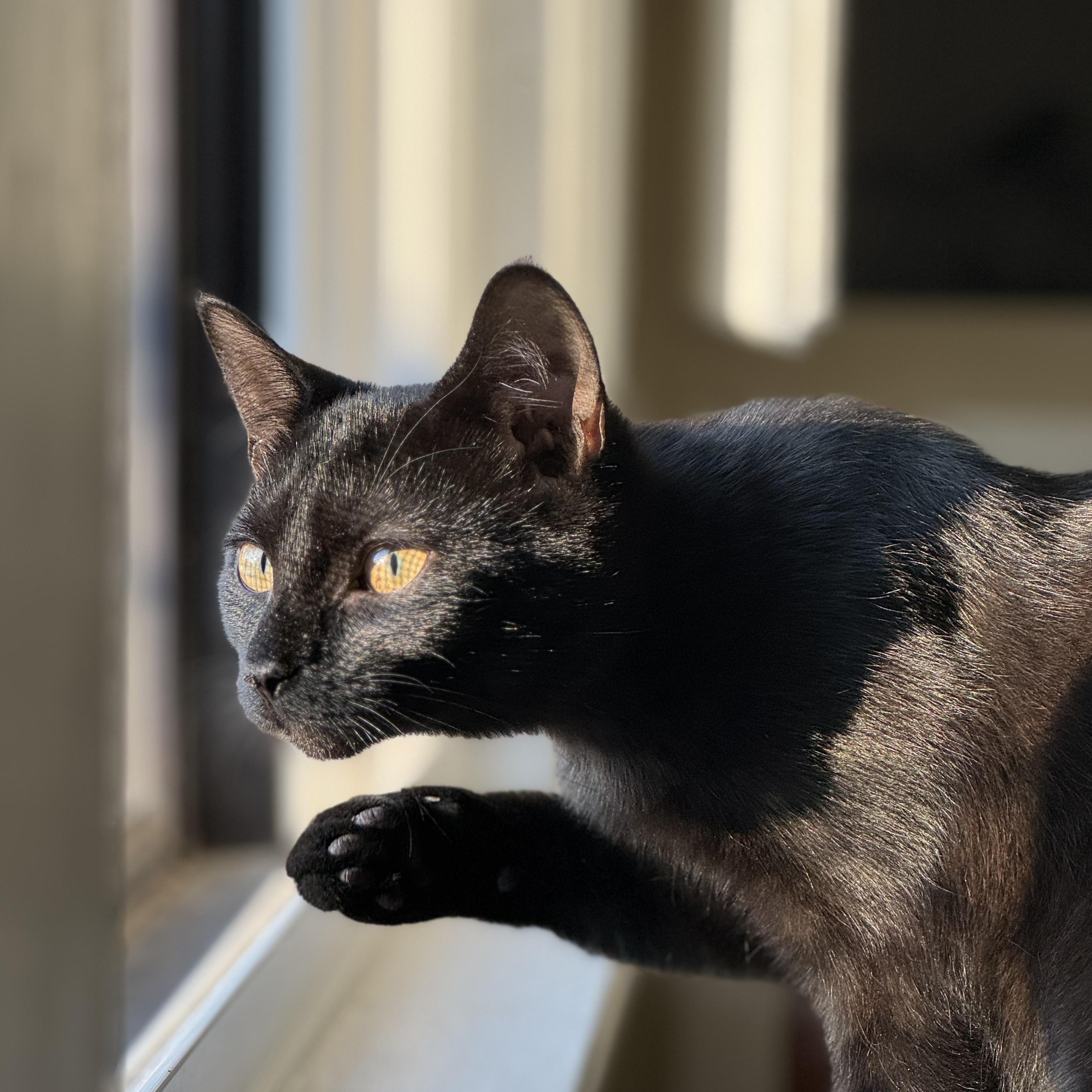 Enlarge Petyr, a Adoptable Domestic Short Hair in Shaker Heights, OH image 1/6