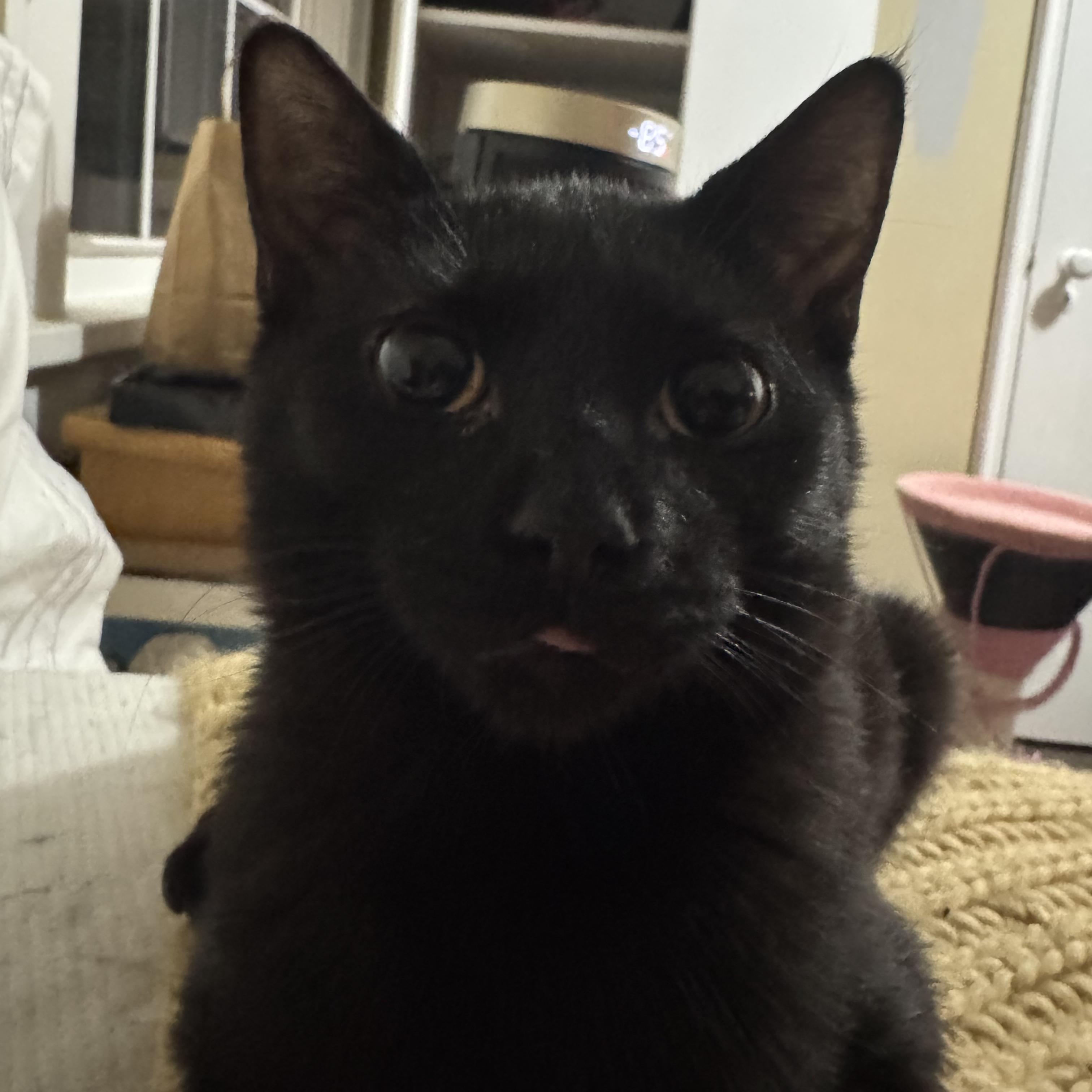 Enlarge Petyr, a Adoptable Domestic Short Hair in Shaker Heights, OH image 3/6