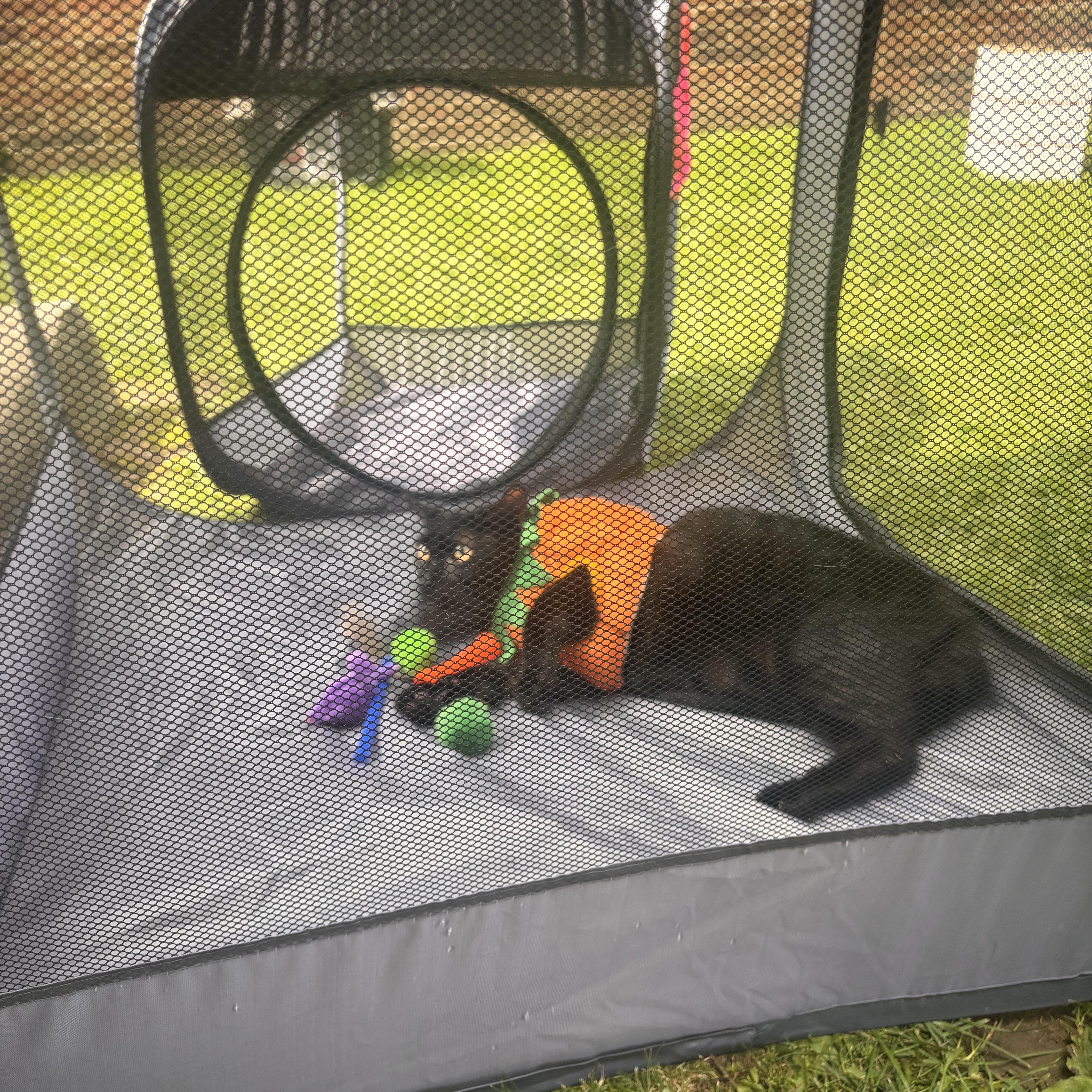 Enlarge Petyr, a Adoptable Domestic Short Hair in Shaker Heights, OH image 6/6