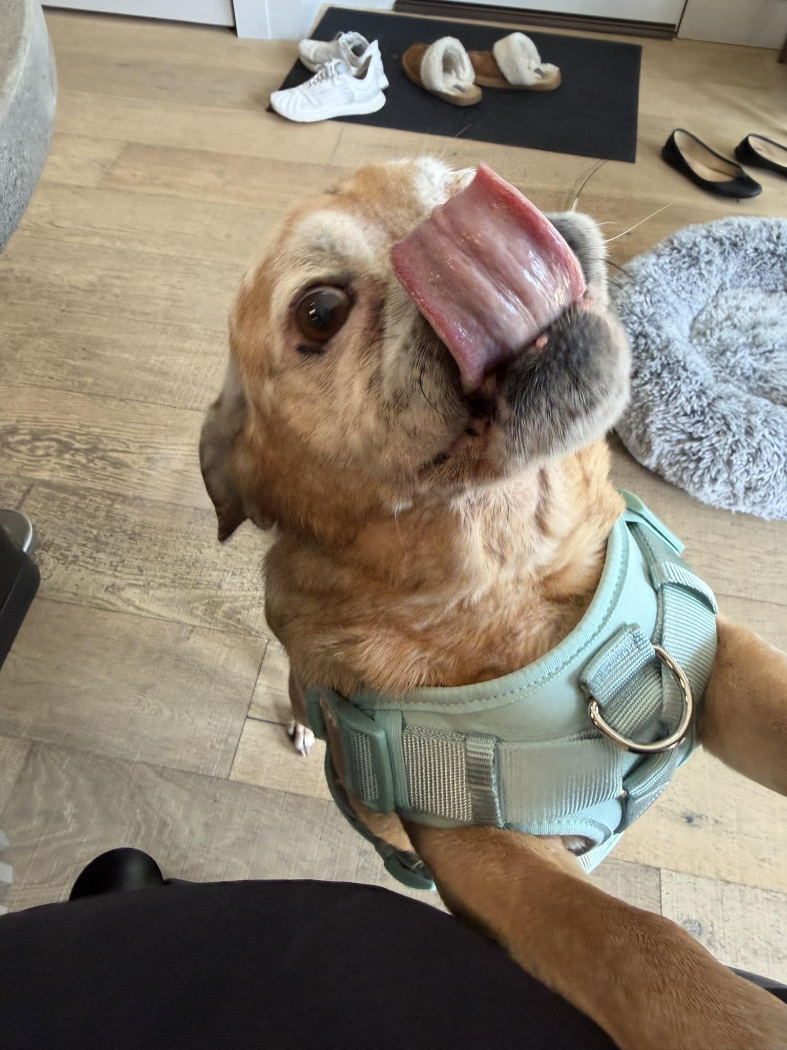 Apollo, a ADOPTABLE Puggle in Grand Rapids, MI image 3/3