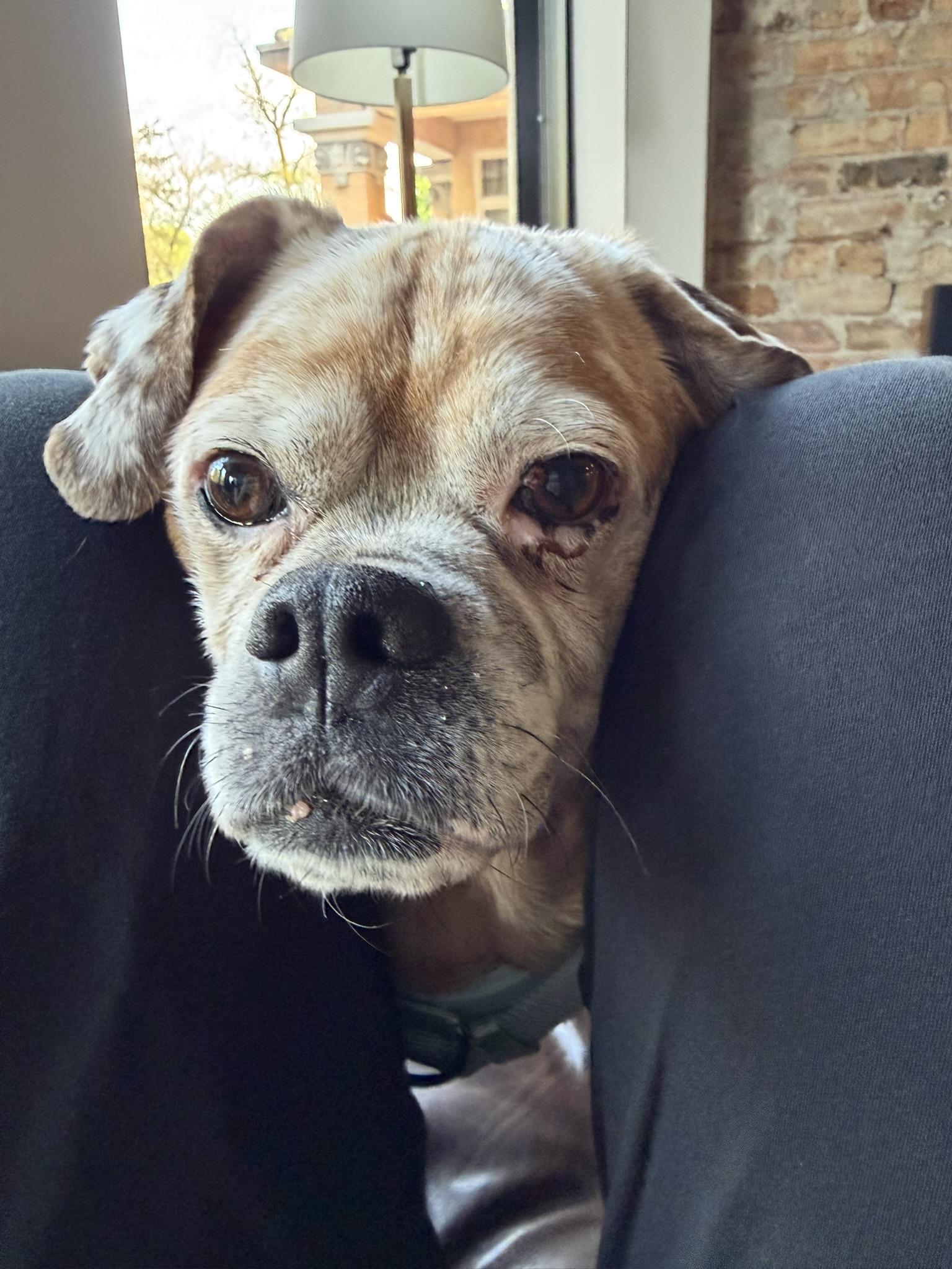 Apollo, ADOPTABLE, Senior Male Puggle.
