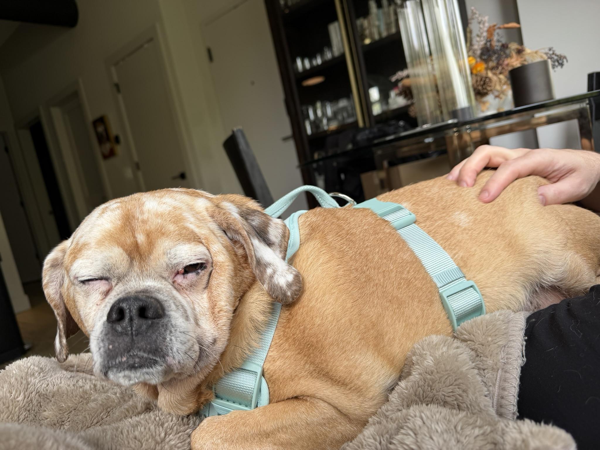 Apollo, a ADOPTABLE Puggle in Grand Rapids, MI image 2/3