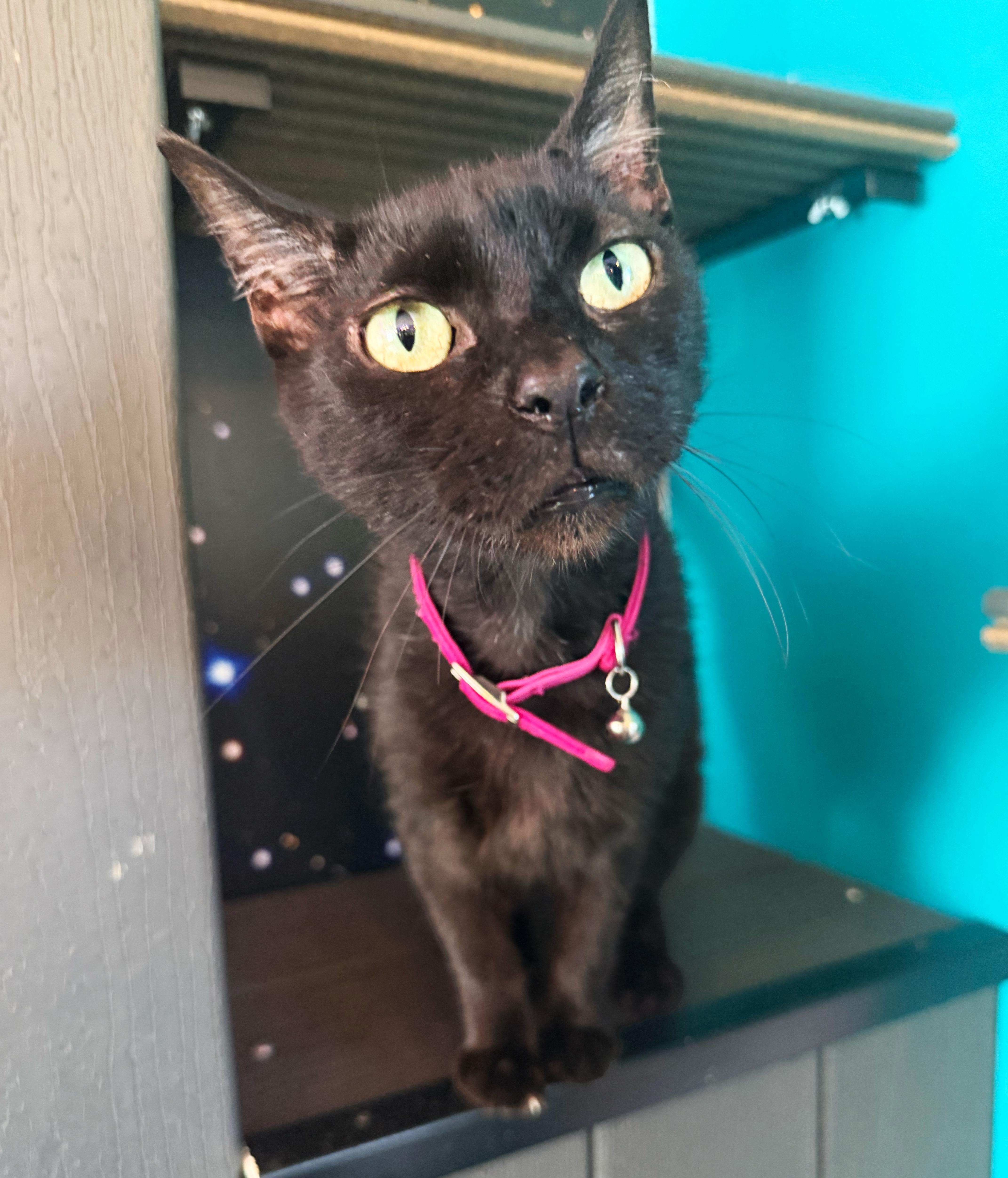 Enlarge Miso, a ADOPTABLE Domestic Short Hair in Asheville, NC image 1/1