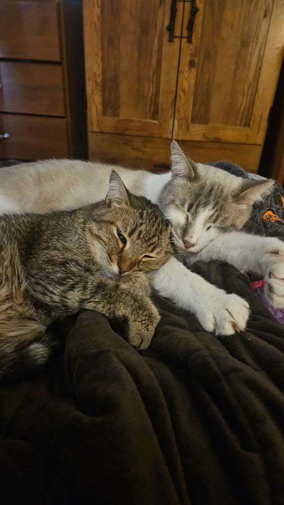 Enlarge Perpugilliam (Peri) *IN FOSTER* FIV+, a Adoptable Siamese in South Bend, IN image 1/2