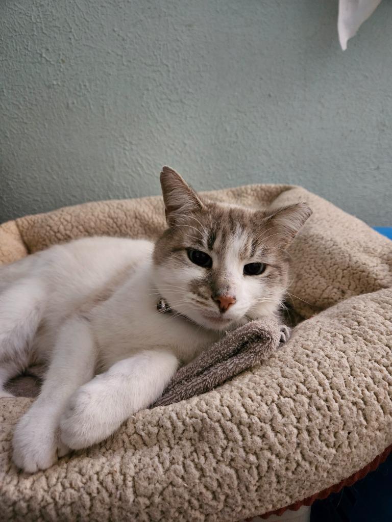 Enlarge Perpugilliam (Peri) *IN FOSTER* FIV+, a Adoptable Siamese in South Bend, IN image 2/2