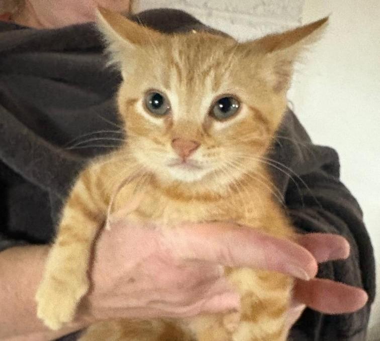 Mr. Peach, adopted, Kitten Male Domestic Short Hair.