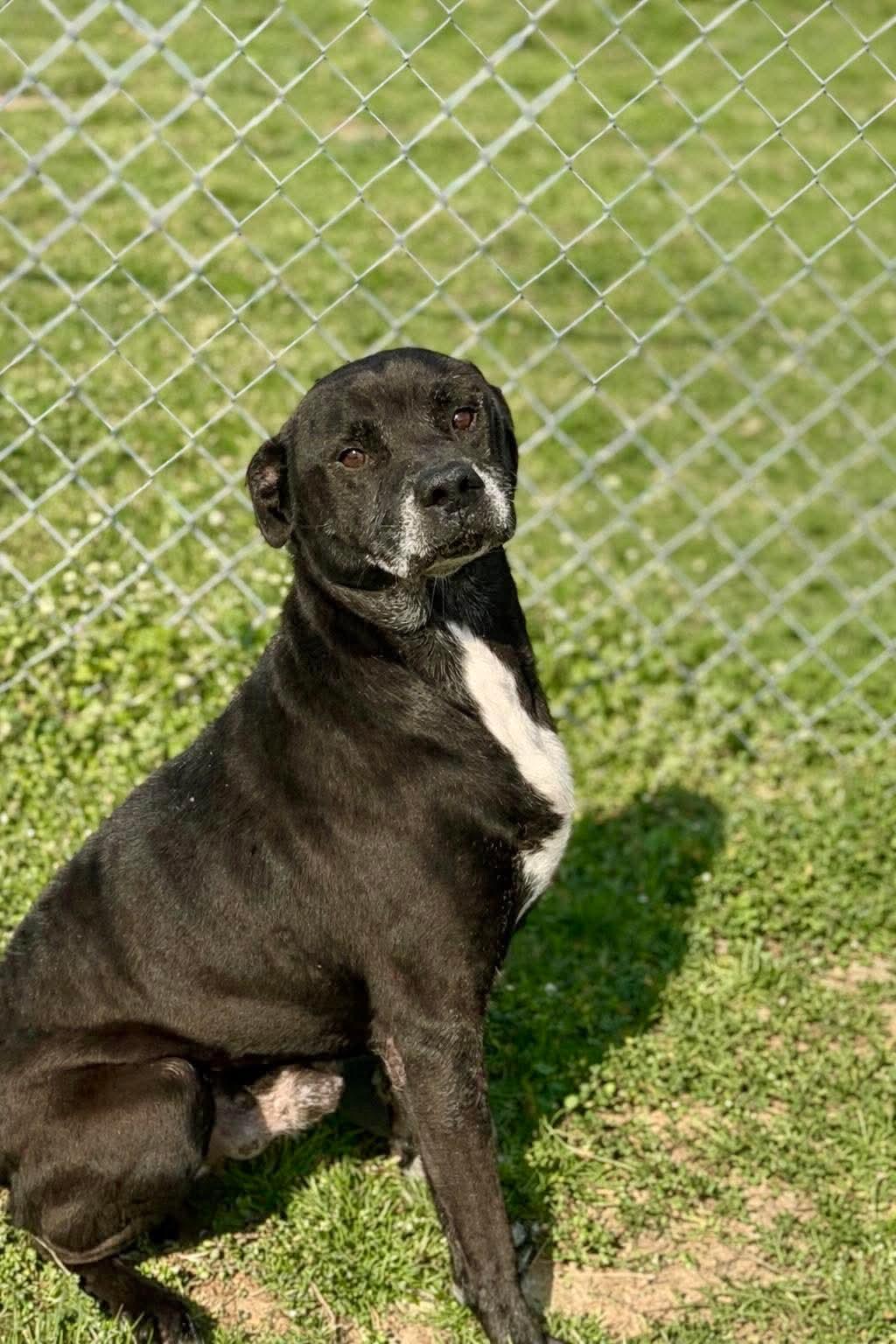 Enlarge Shadow, an adopted mixed breed in Clarksville, TN image 2/6