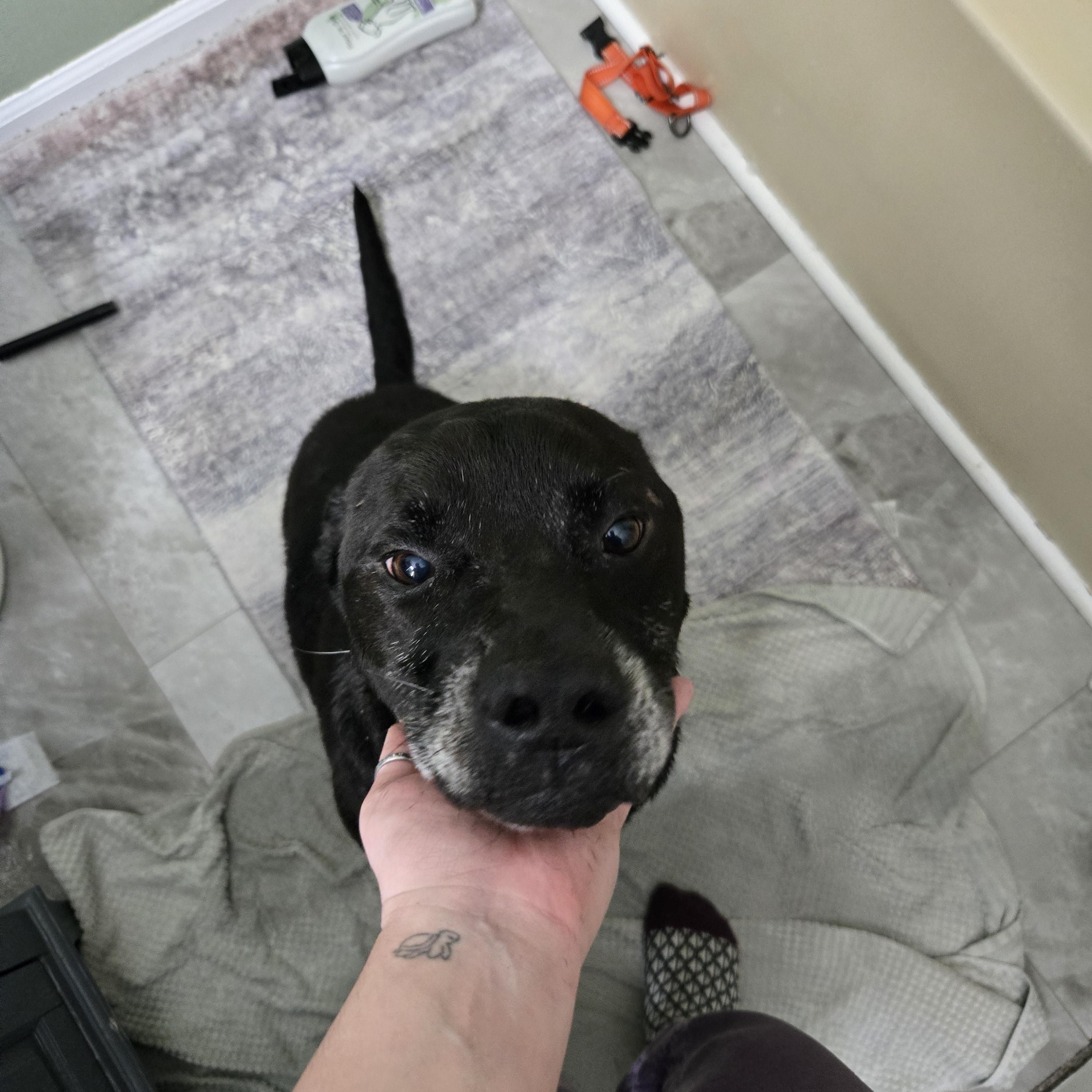 Enlarge Shadow, an adopted mixed breed in Clarksville, TN image 3/6
