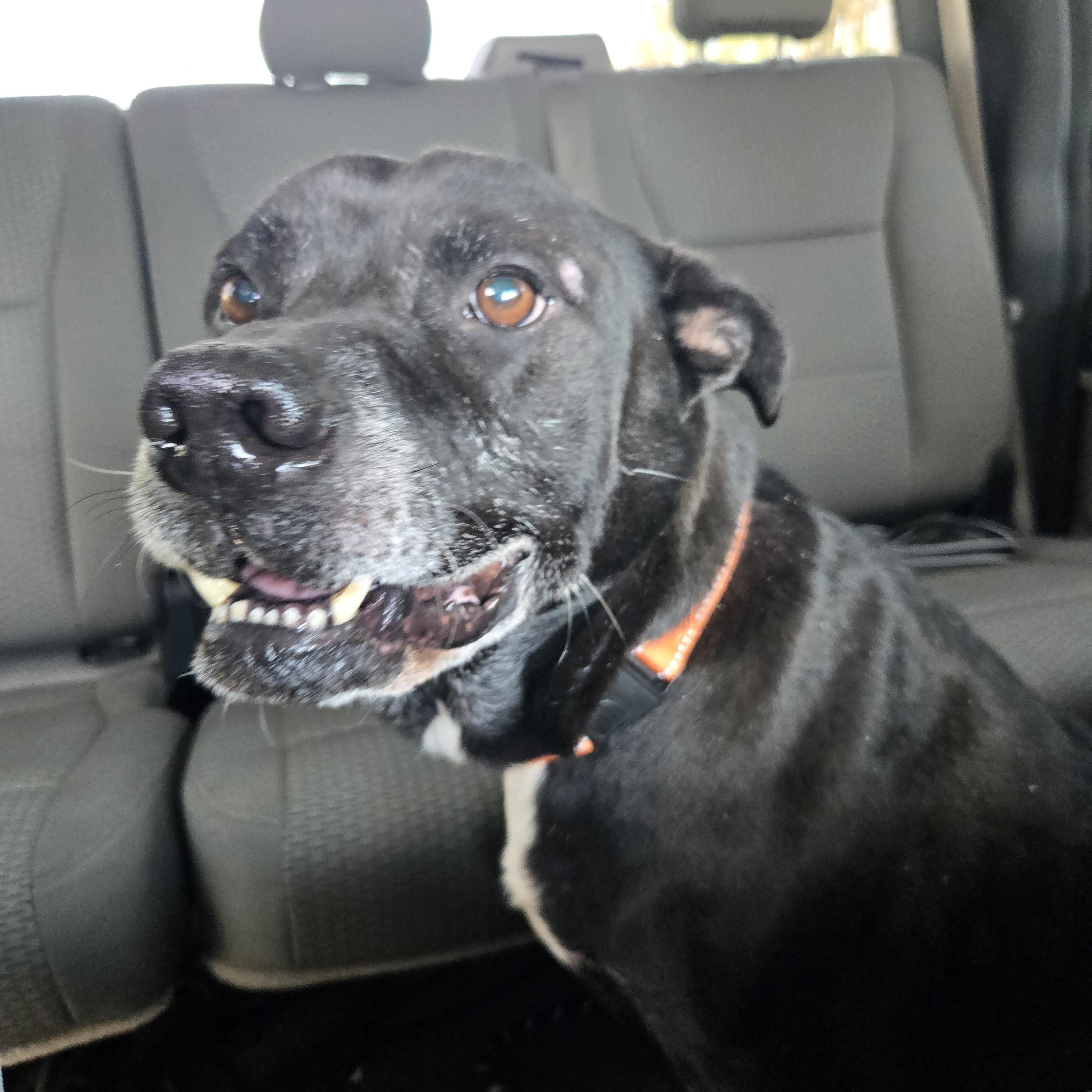 Shadow, adopted, Senior Male Pit Bull Terrier & Black Labrador Retriever.