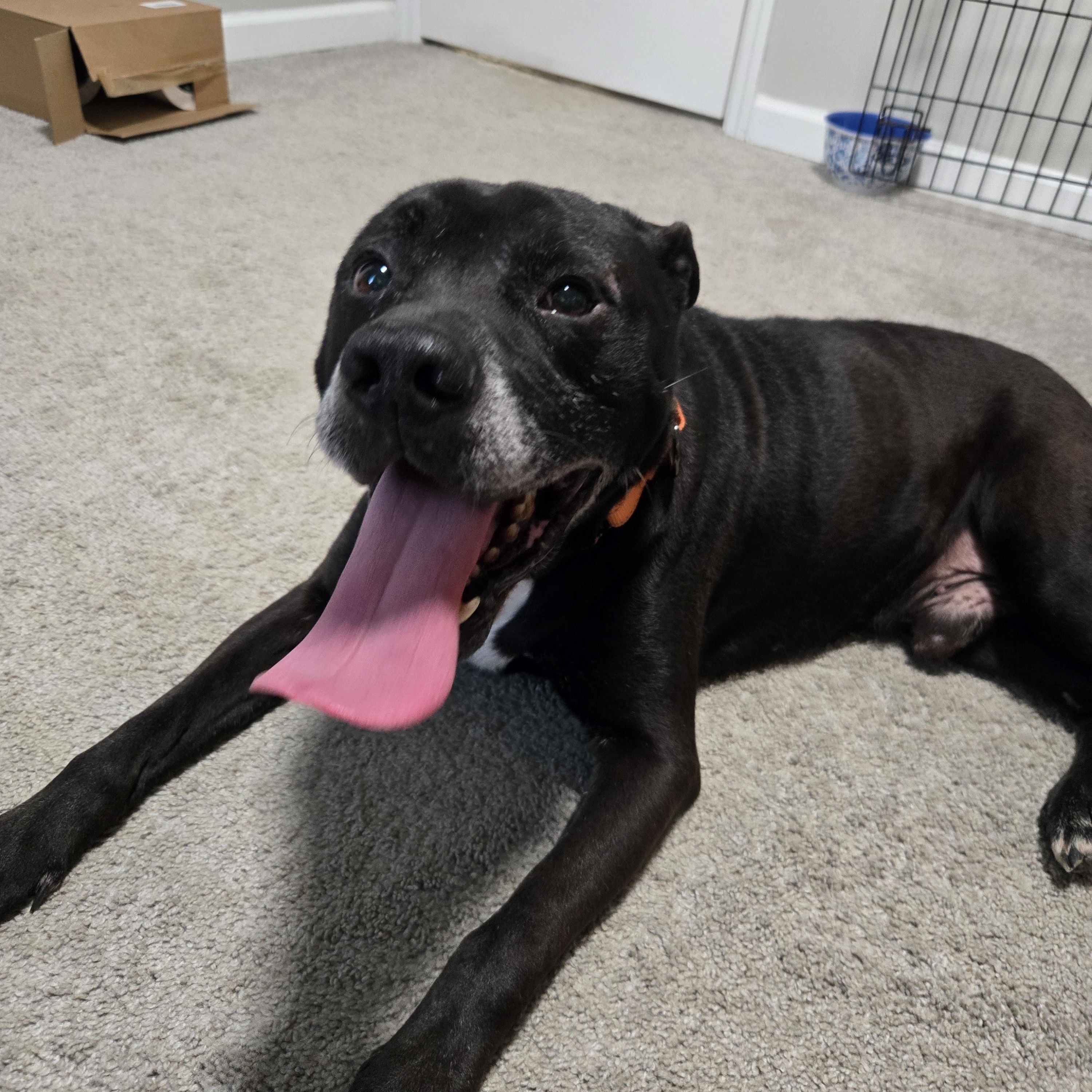 Enlarge Shadow, an adopted mixed breed in Clarksville, TN image 5/6