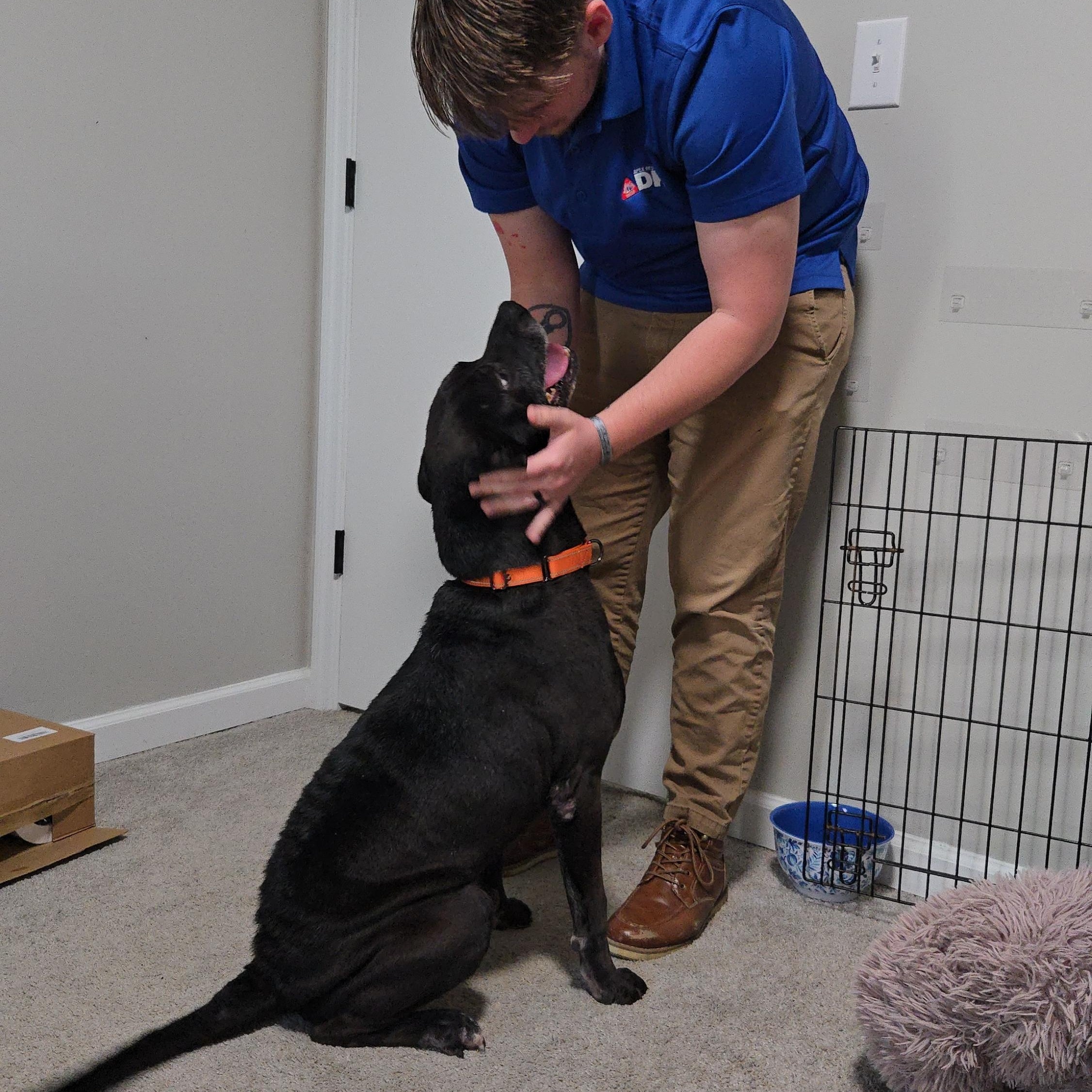 Enlarge Shadow, an adopted mixed breed in Clarksville, TN image 4/6