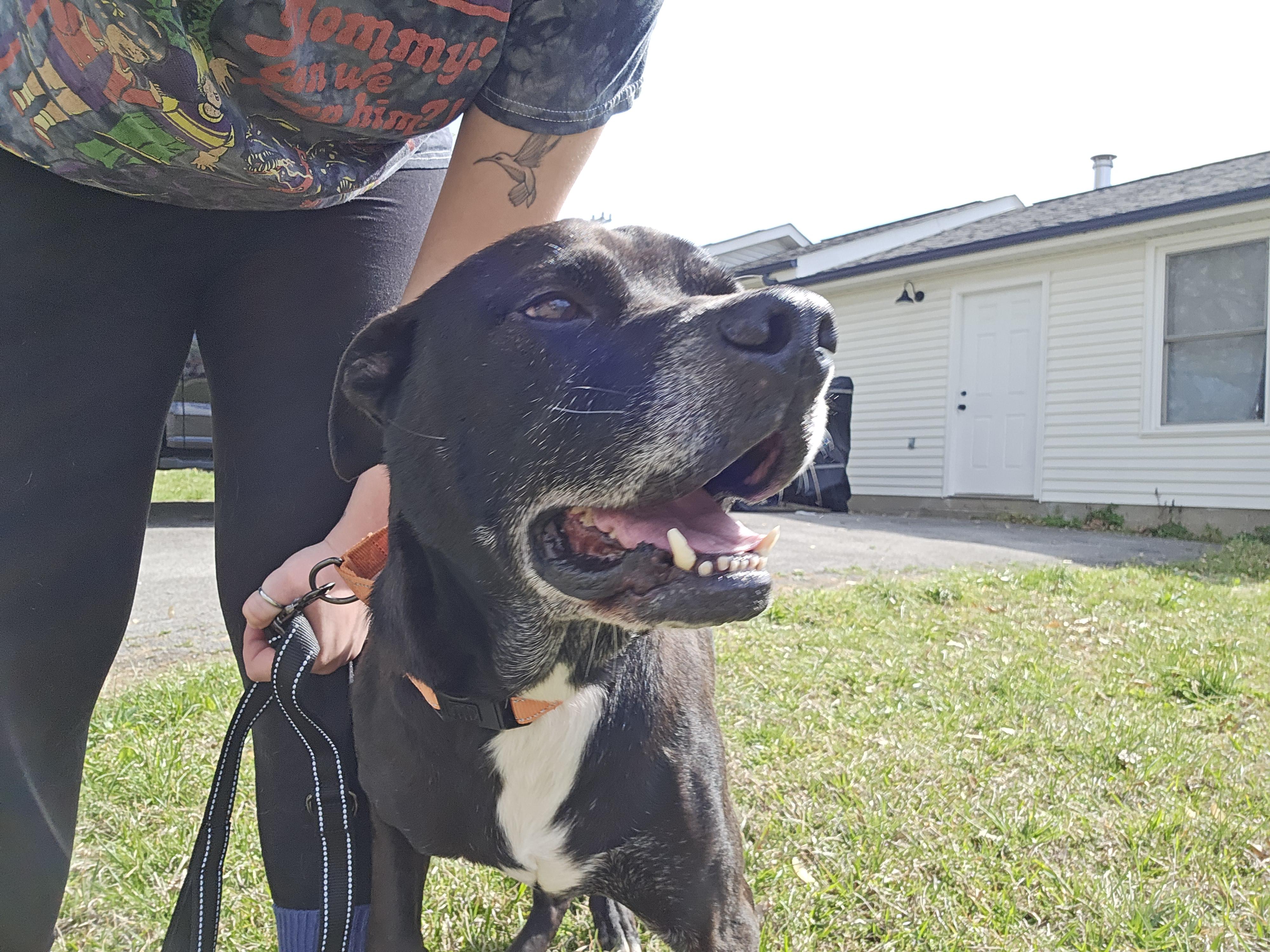 Enlarge Shadow, an adopted mixed breed in Clarksville, TN image 6/6
