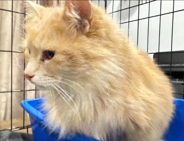 Sarah, a Adoptable Domestic Medium Hair in Keswick, ON image 1/2