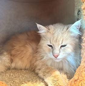 Sarah, a Adoptable Domestic Medium Hair in Keswick, ON image 2/2