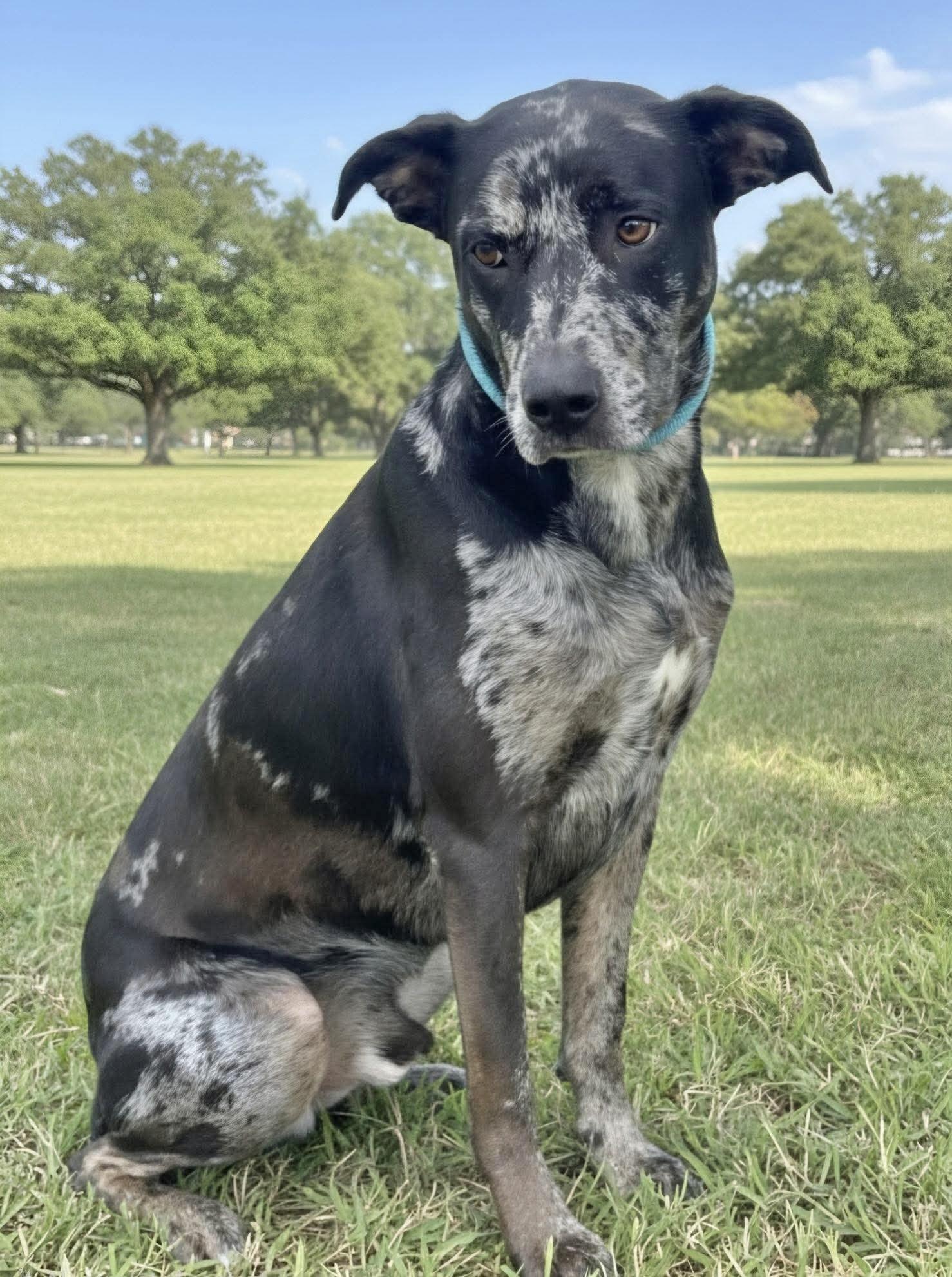 Rex, adopted, Adult Male Catahoula Leopard Dog.