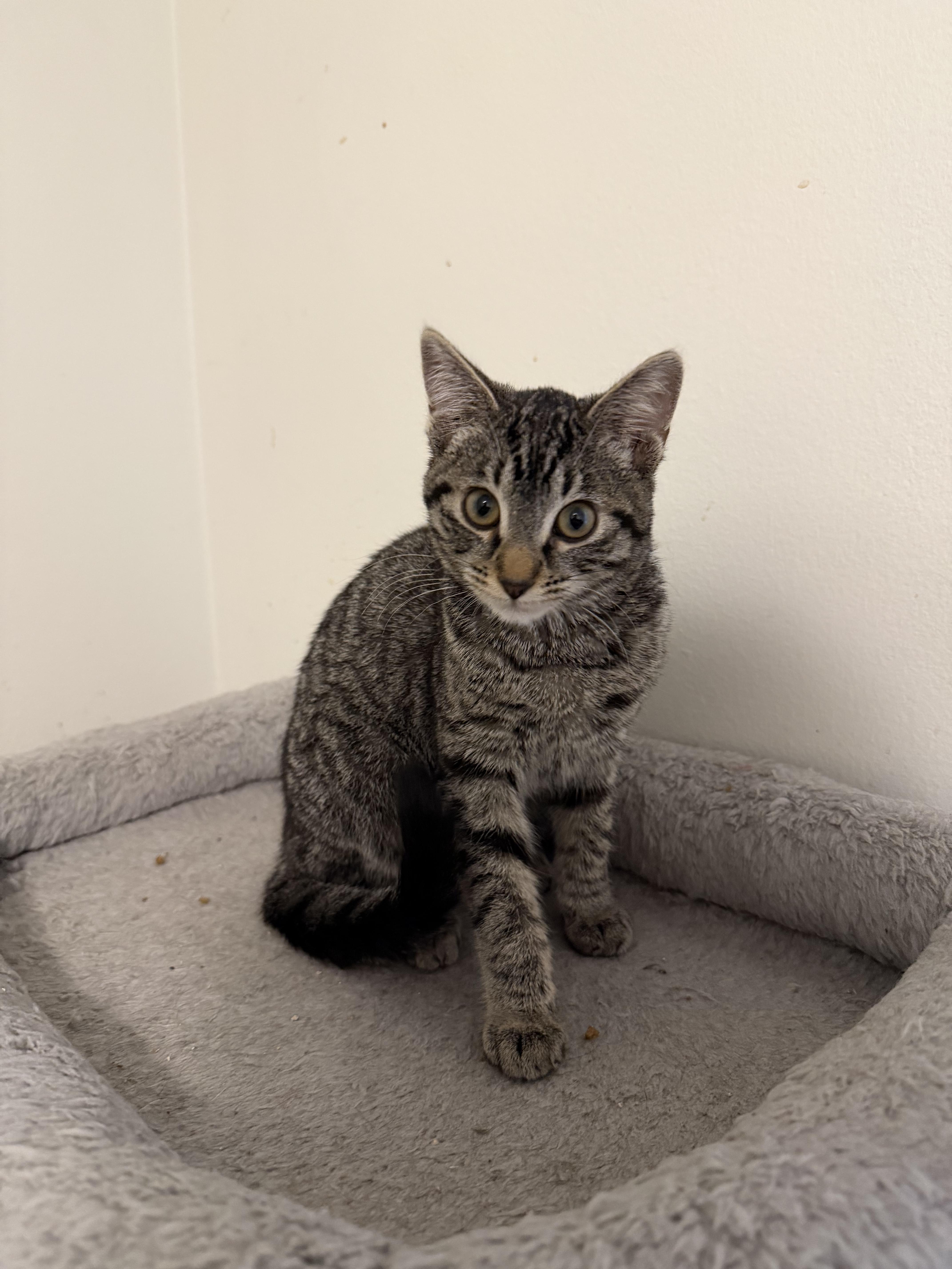 Ella 2, adopted, Kitten Female Tabby.